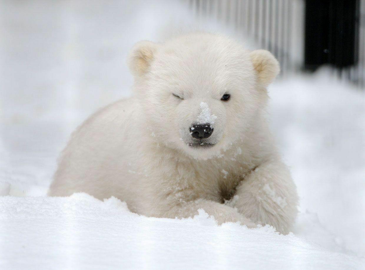 1240x915 Baby Polar Bear Desktop Wallpaper