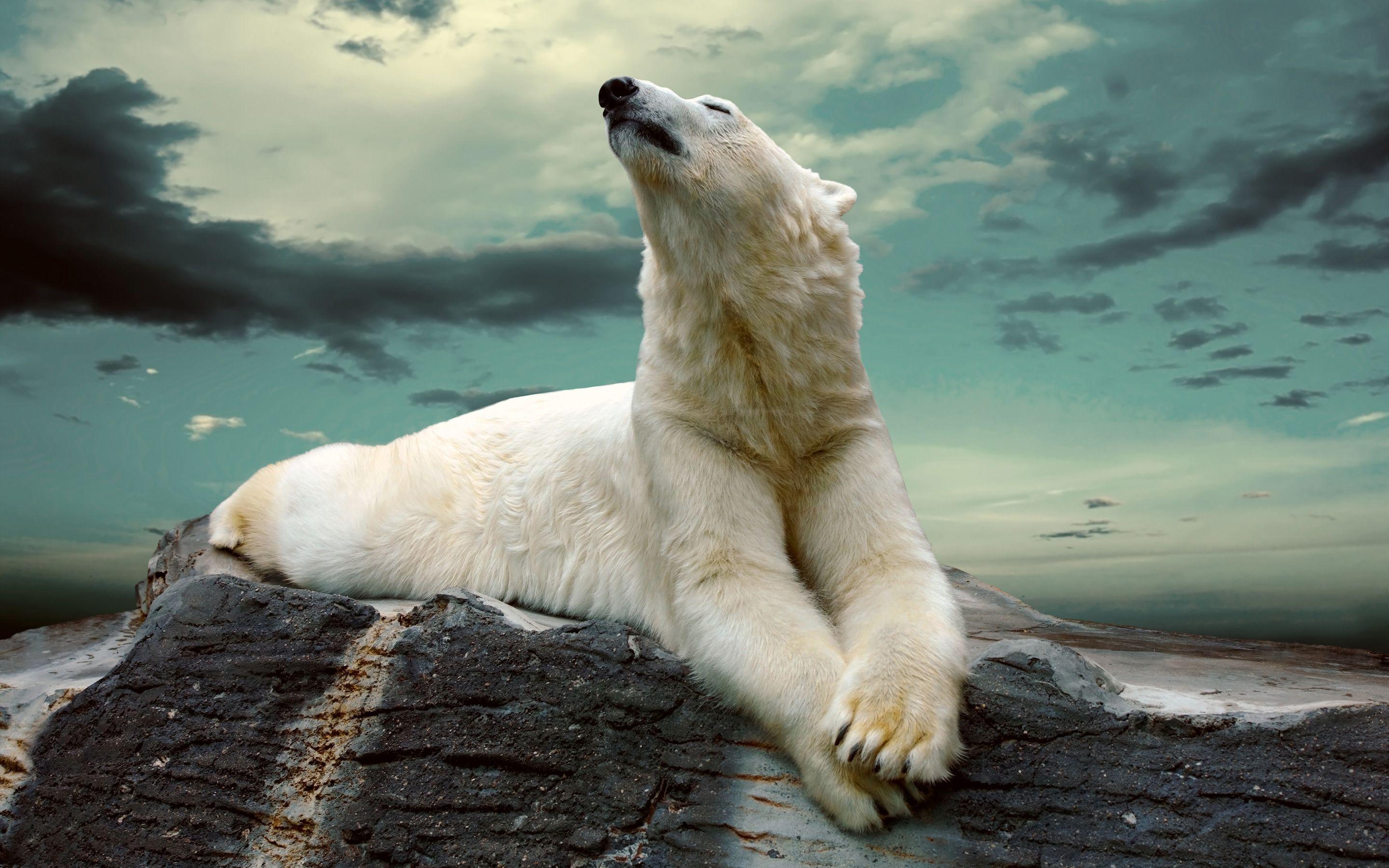 2880x1800 Polar Bear Wallpaper