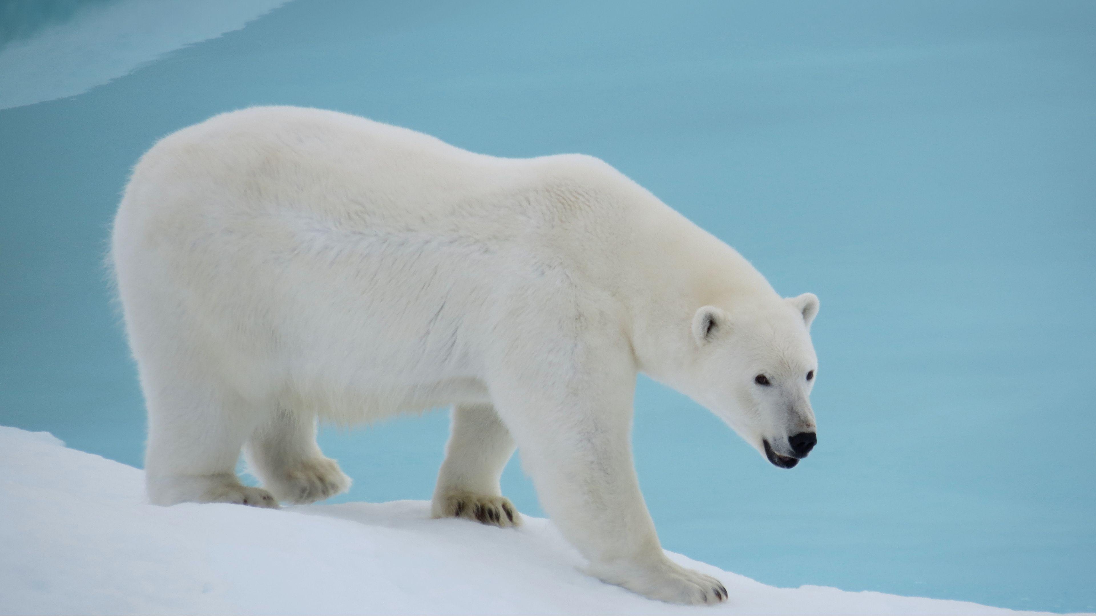 3840x2160 Polar bear wallpaper