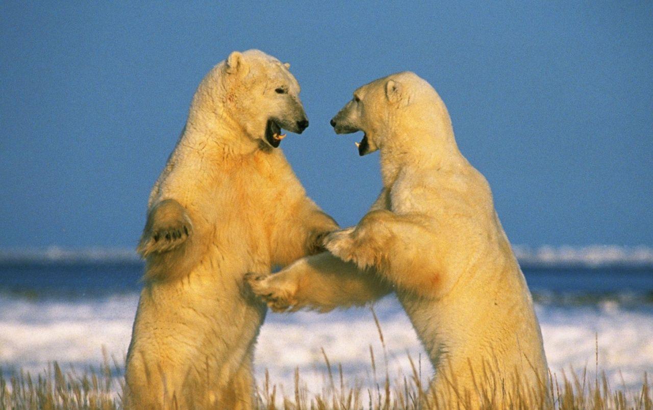 1280x804 Sparring Polar Bears wallpaper. Sparring Polar Bears stock