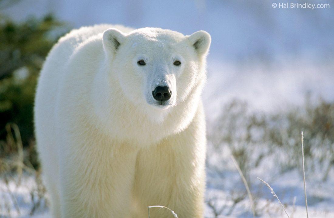 1100x718 Polar Bear Picture. Free Photo Download For Android