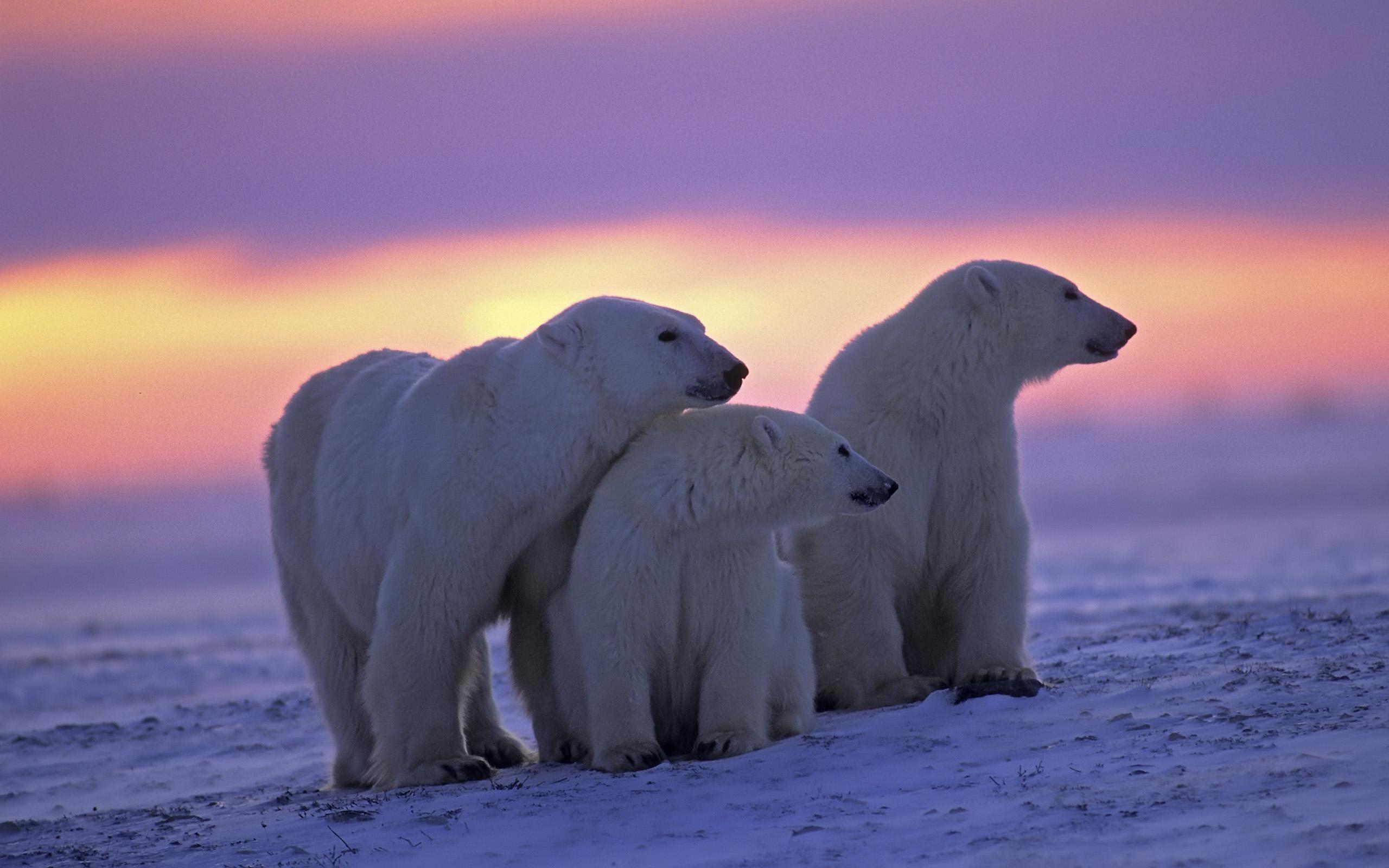 2560x1600 Polar Bear Wallpaper HD , Download 4K Wallpaper For Free