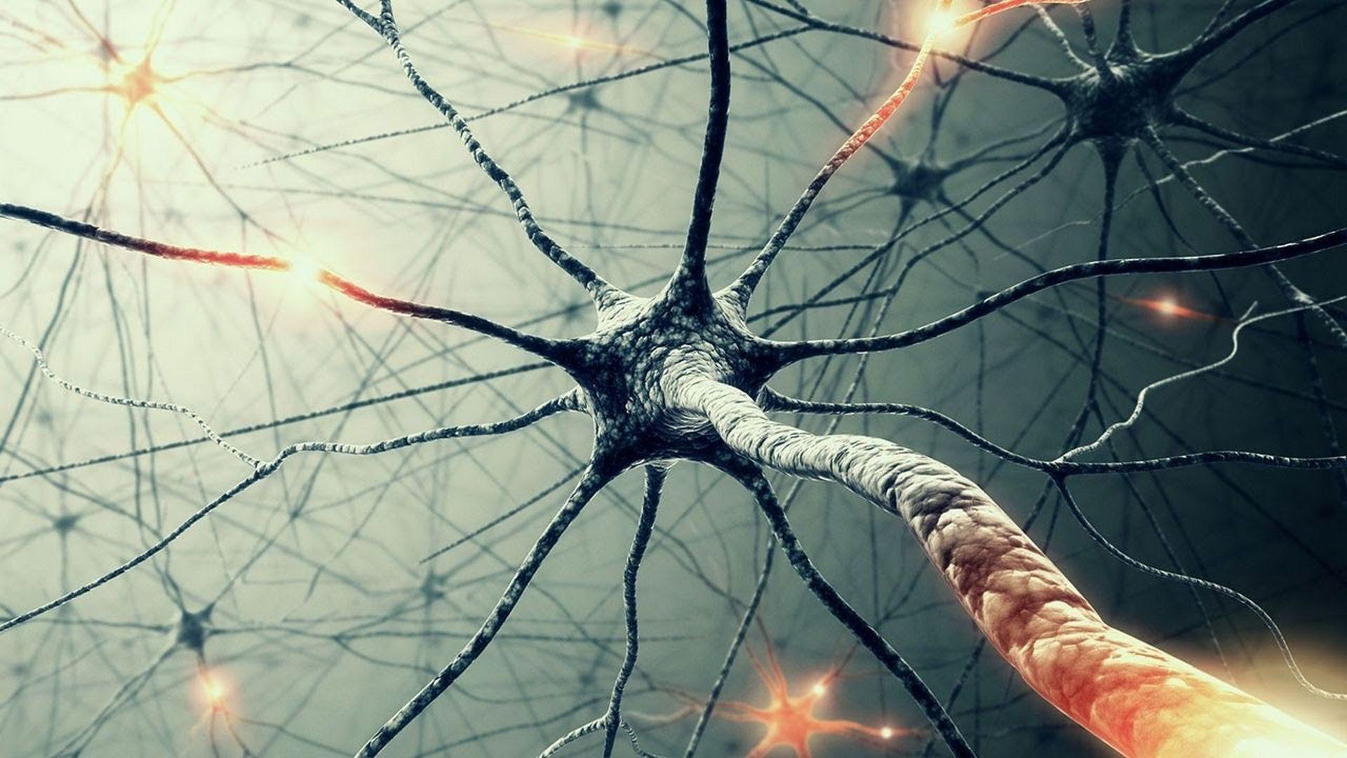 6000 Free Biology  Brain Images  Pixabay