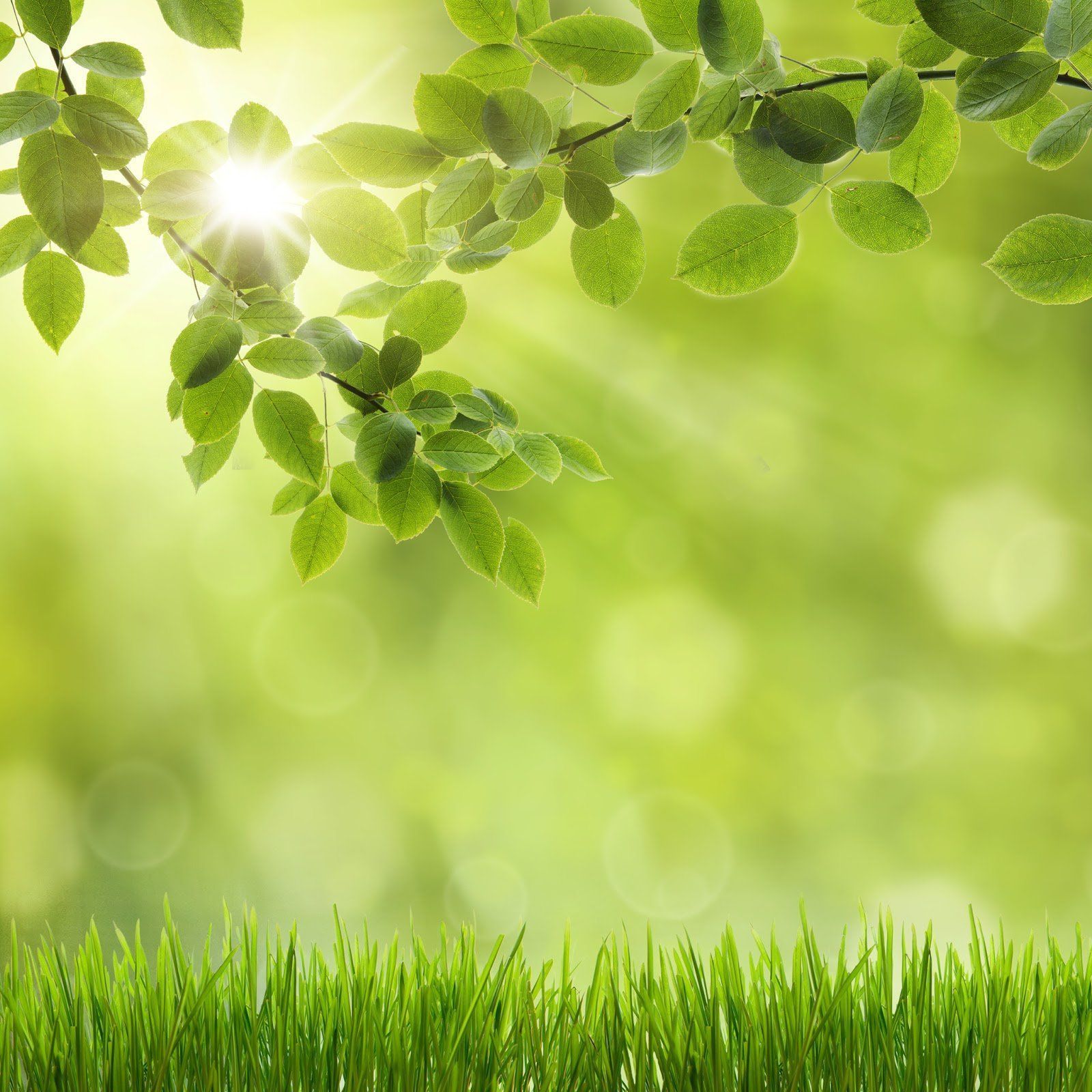 1600x1600 Green Spring Wallpaper