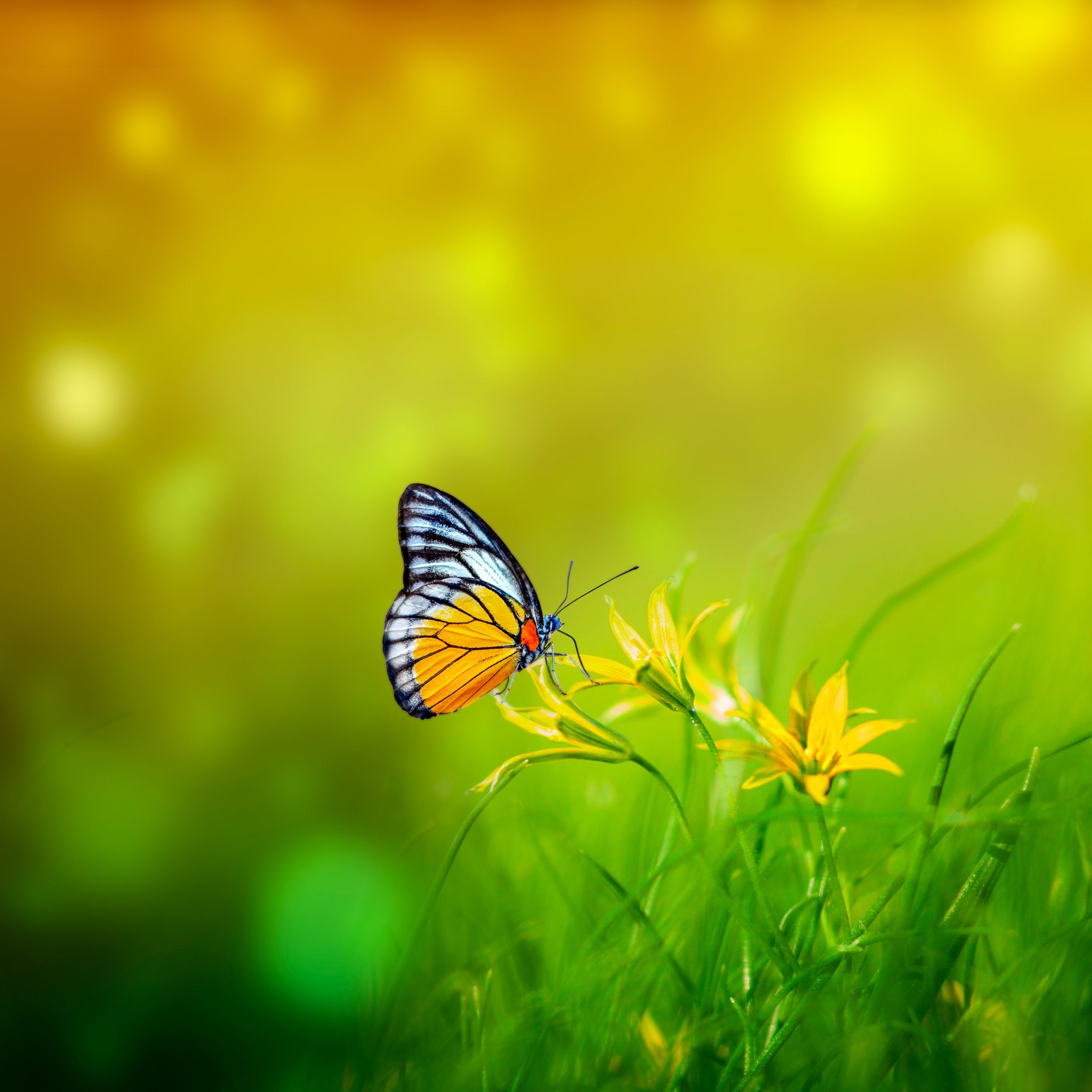 2560x2560 Butterfly Wallpaper 4K, Spring, Bokeh