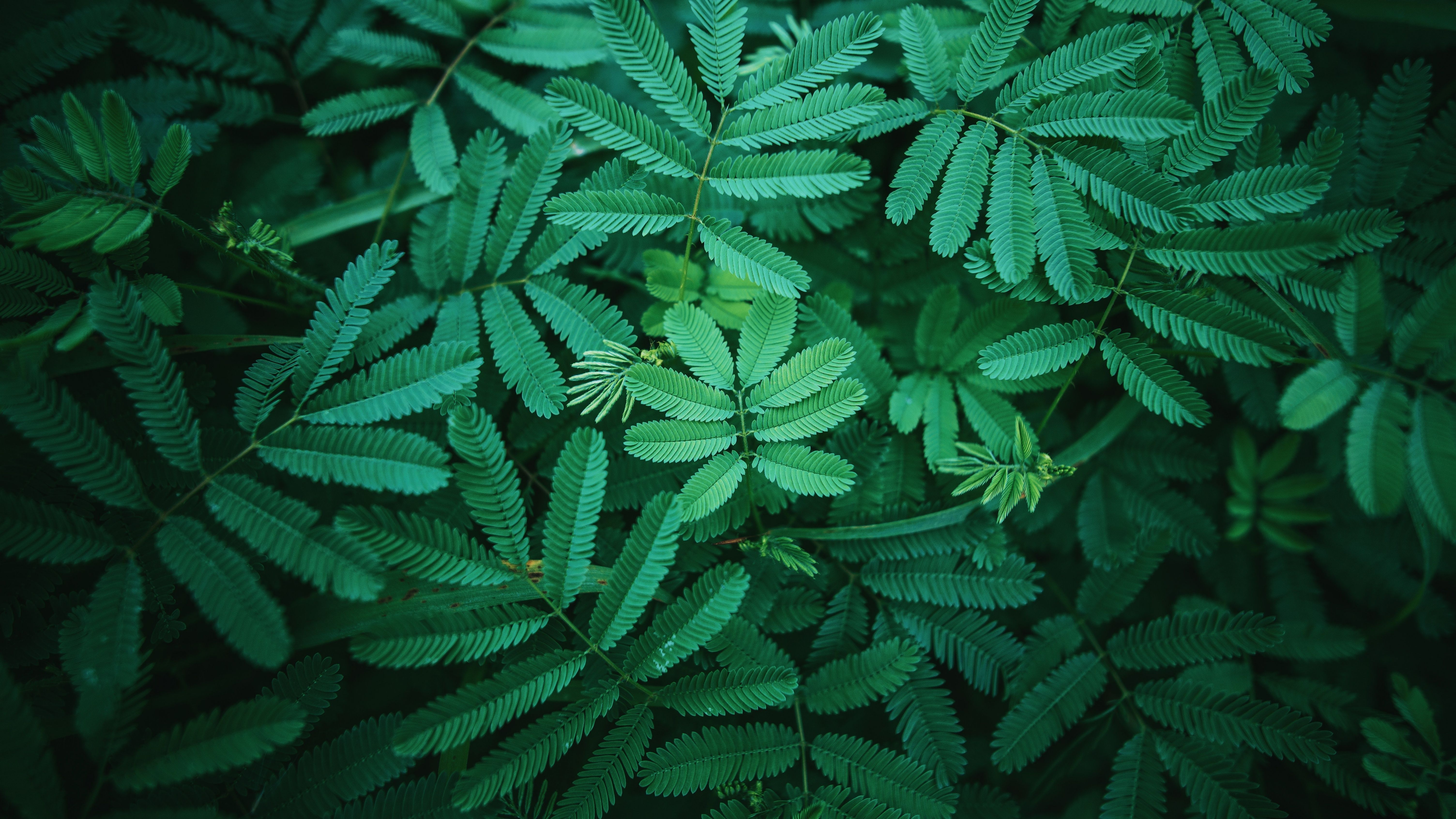6016x3384 Leaves Wallpaper 4K, Green, Spring, 5K