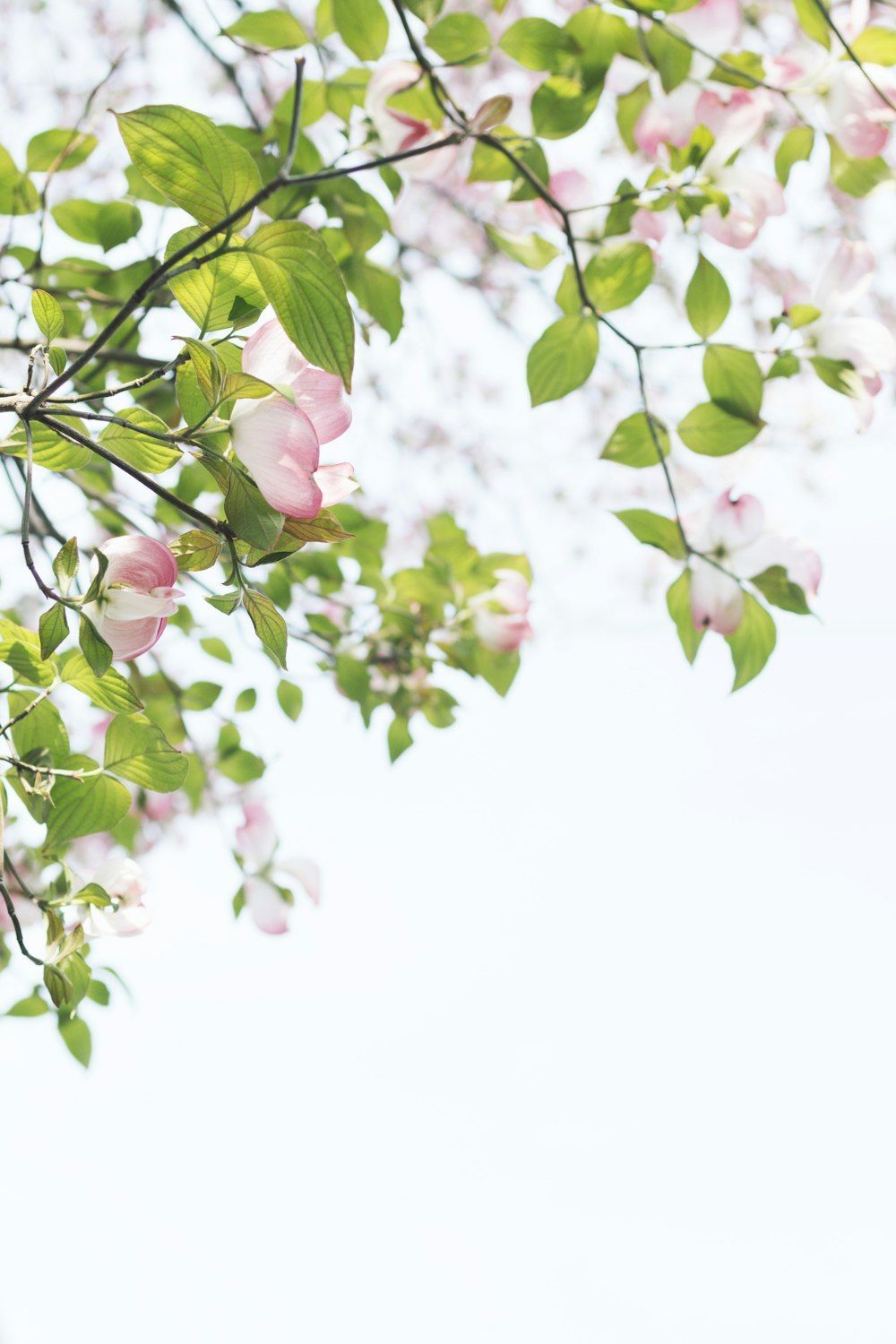 1000x1500 Spring Background Picture. Download