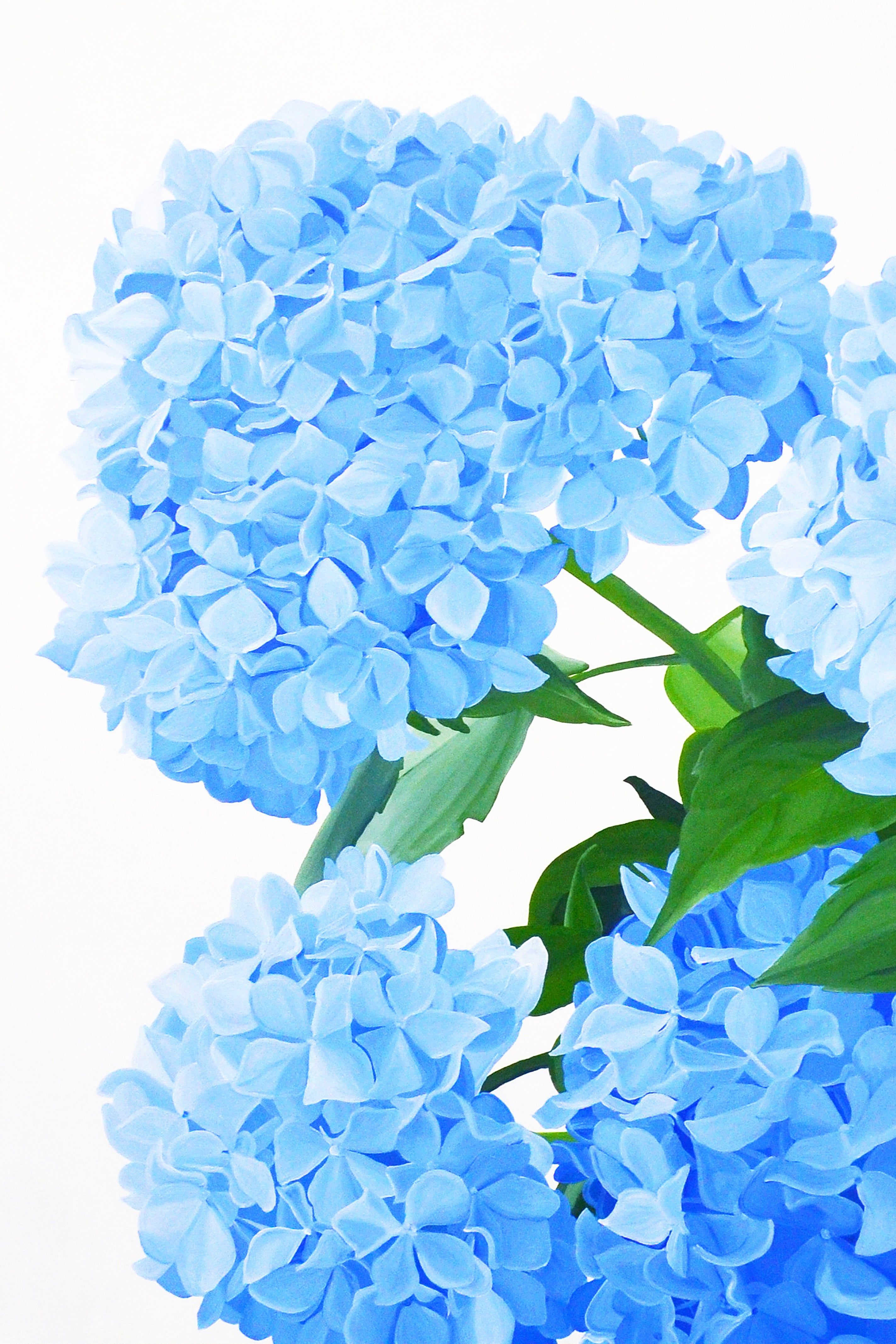 Hortensia Wallpapers - Top Free Hortensia Backgrounds - WallpaperAccess