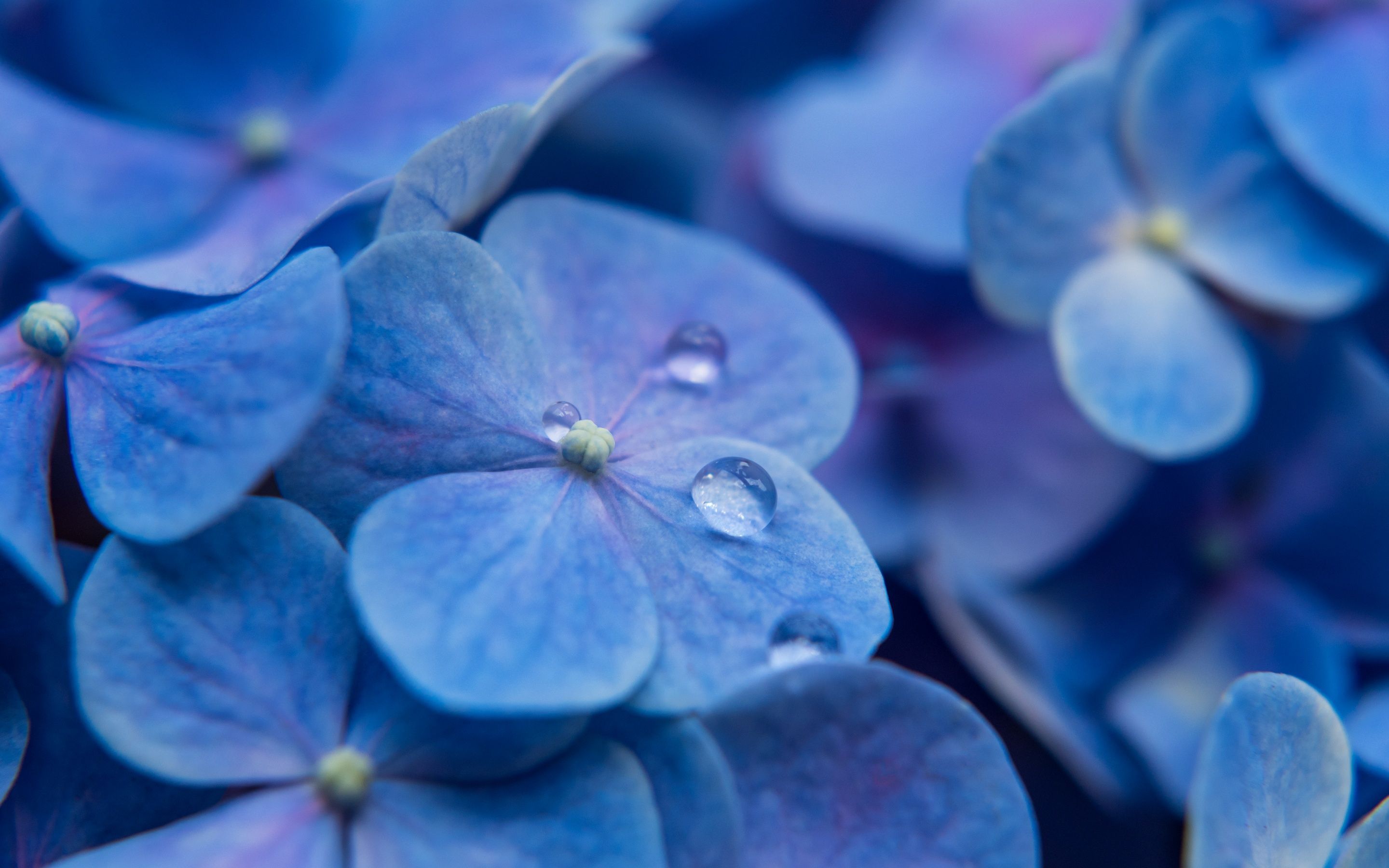 Hortensia Wallpapers - Top Free Hortensia Backgrounds - WallpaperAccess