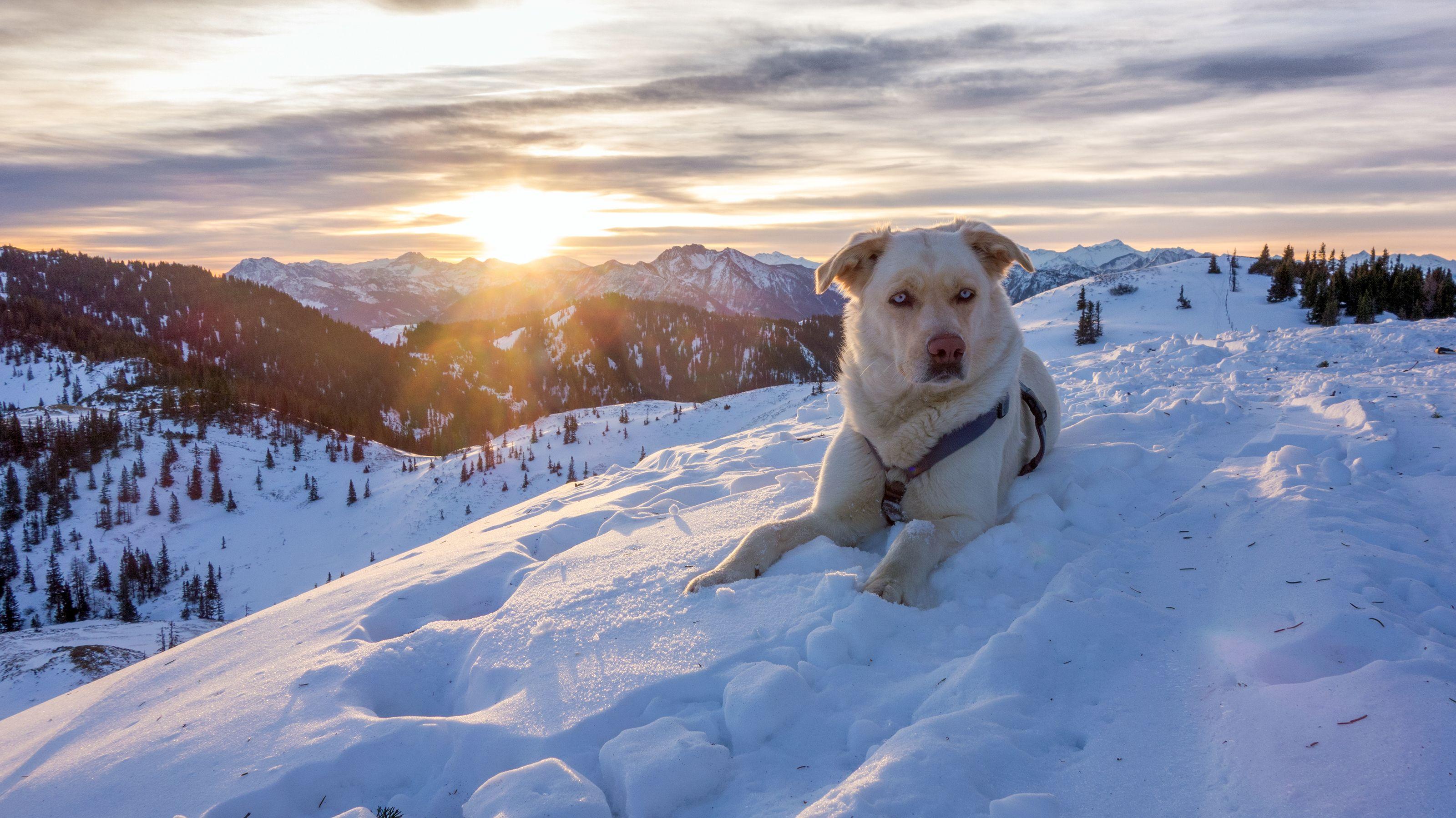 3200x1800 Download wallpaper 3200x1800 dog, mountains, snow, sky, lifeguard HD