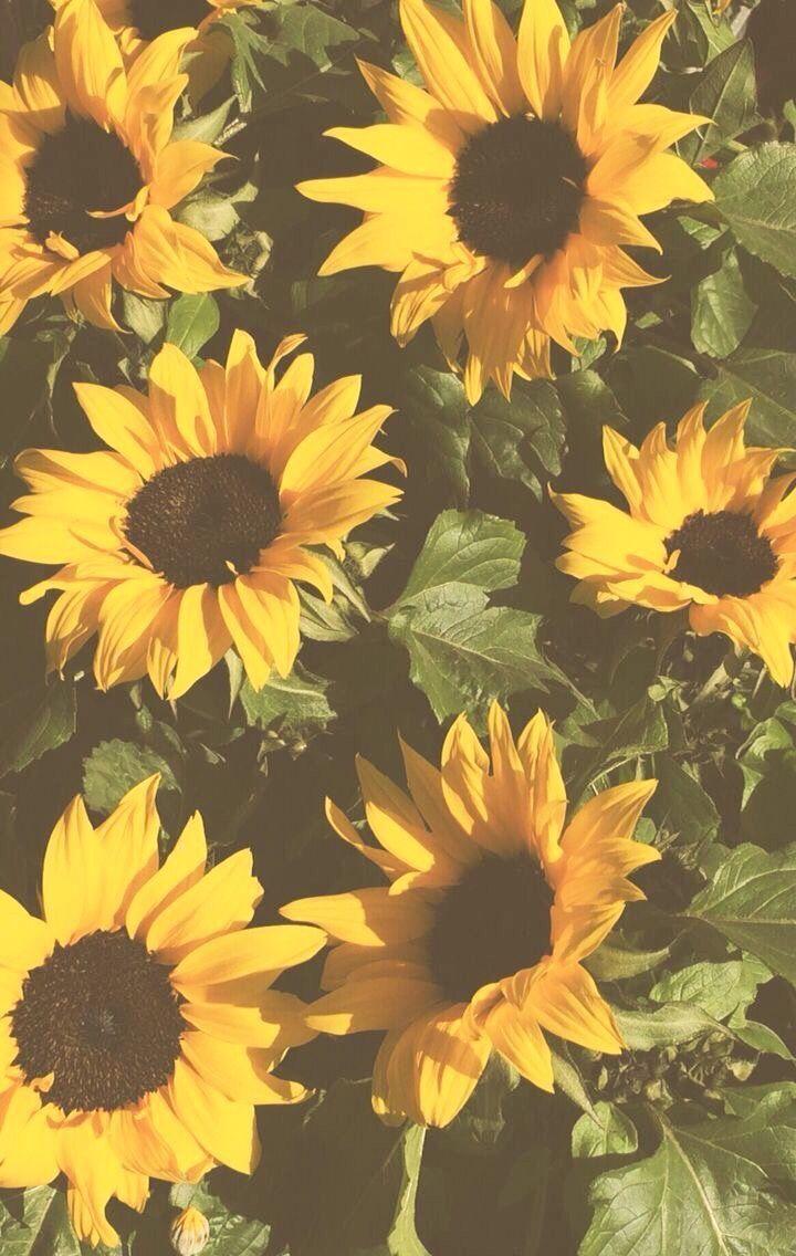 720x1136 Sunflowers Sunflower iPhone Wallpaper, Yellow Flowers
