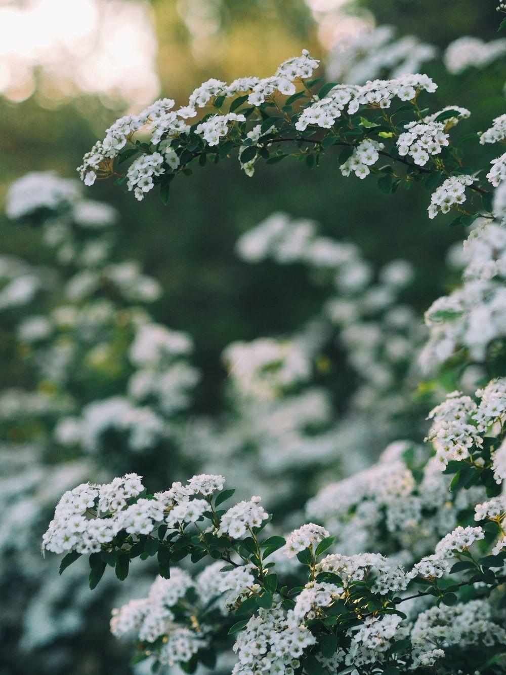 1000x1333 Aesthetic Flowers HD. Best Flower Site