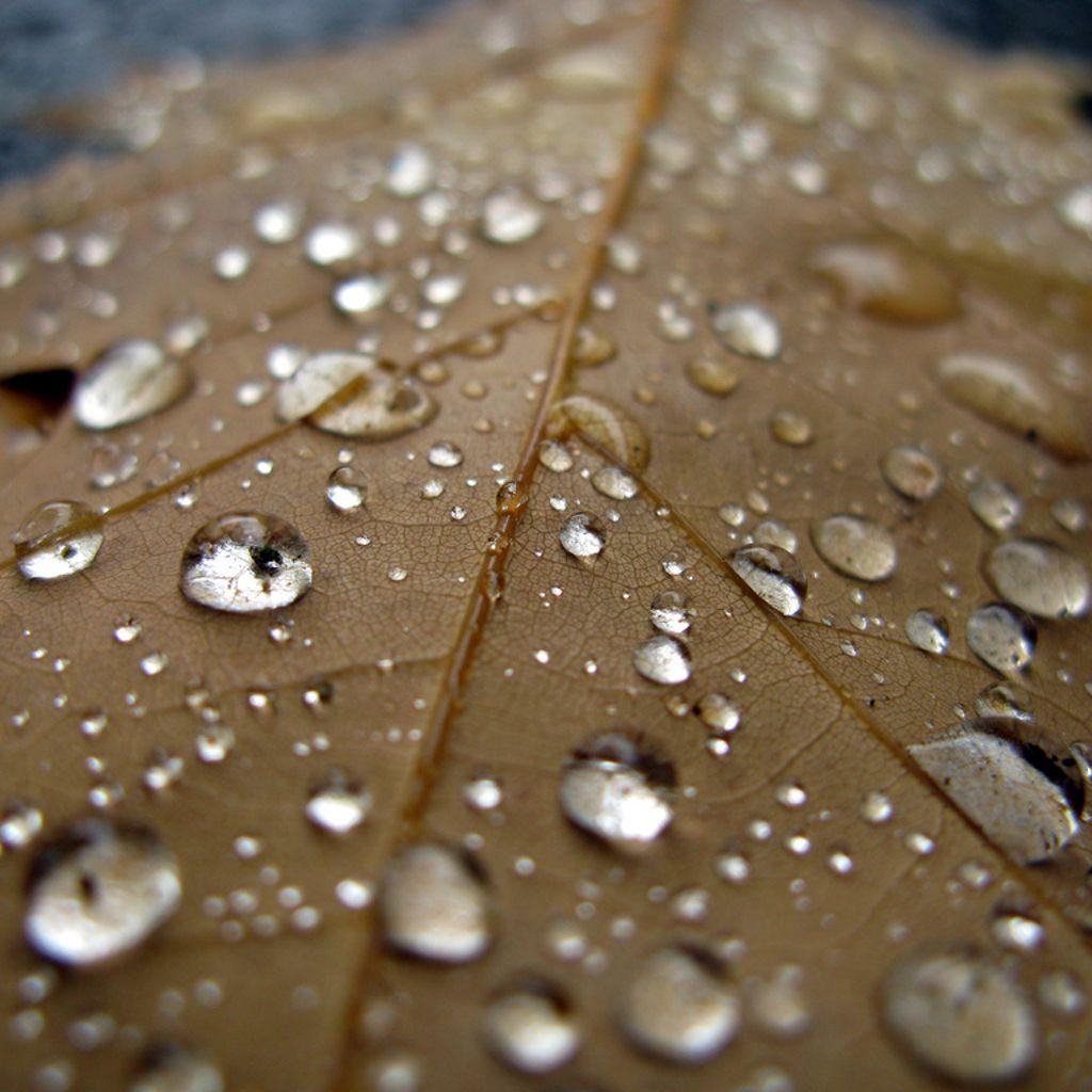 1024x1024 Leaf And Water Droplets Amazon Kindle Fire wallpaper