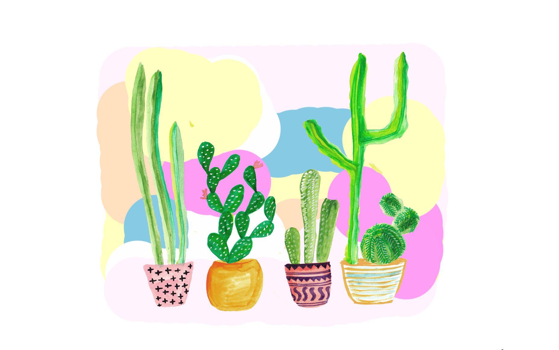 1856x1161 Current Trends Cacti