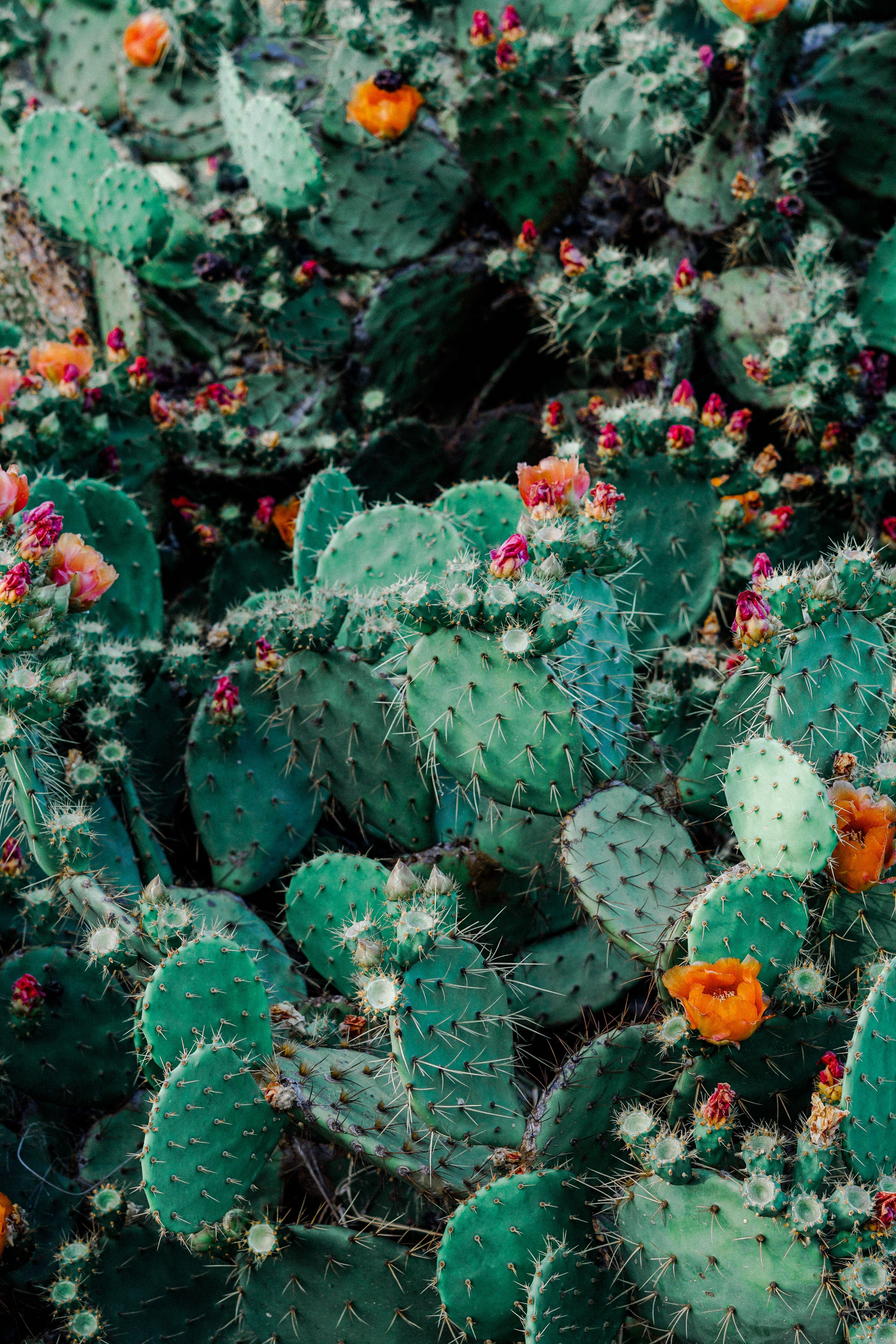 4000x6000 Download wallpaper 4000x6000 cacti, cactus, succulents