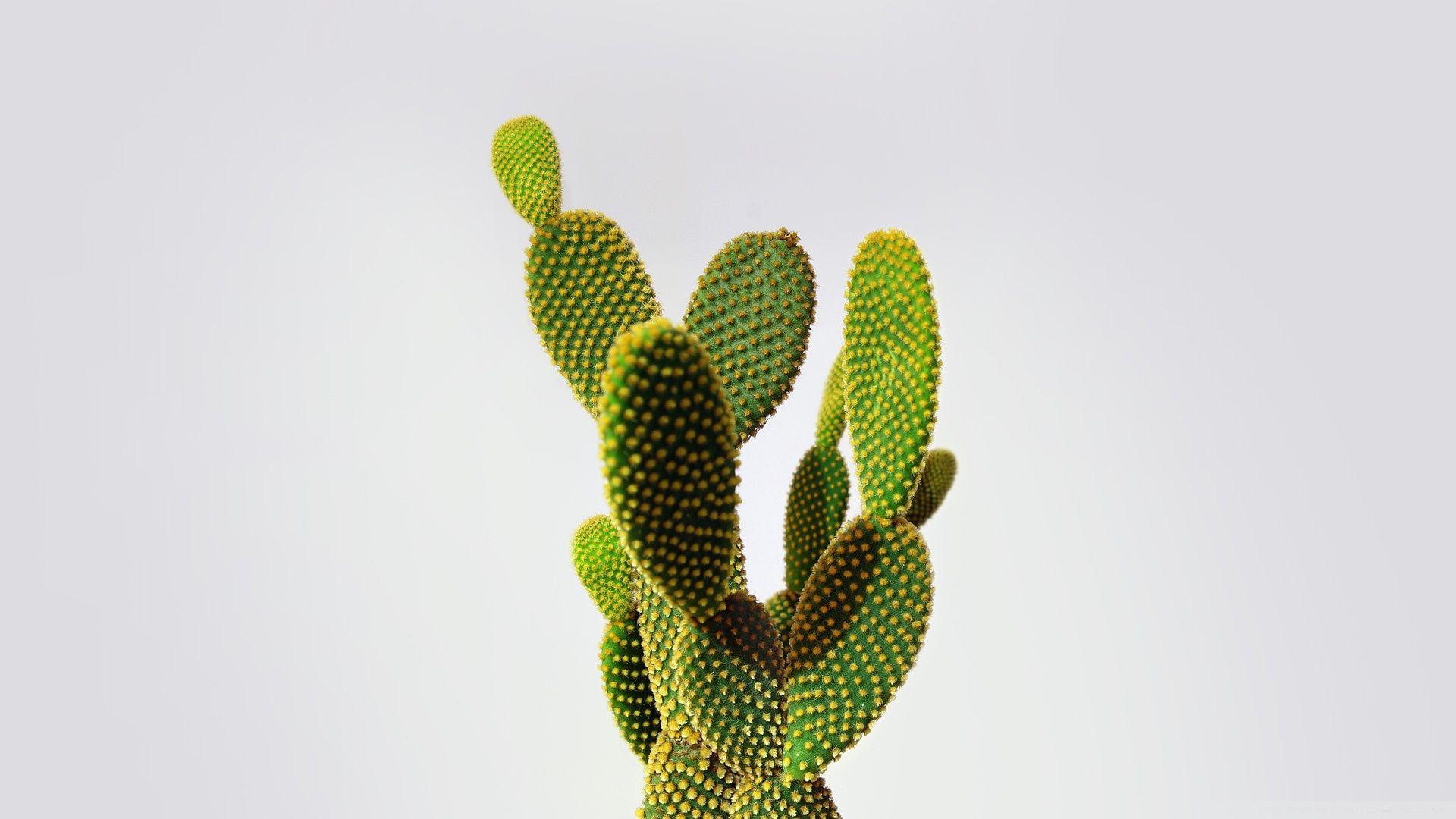 1920x1080 Cactus Wallpaper and Background Image