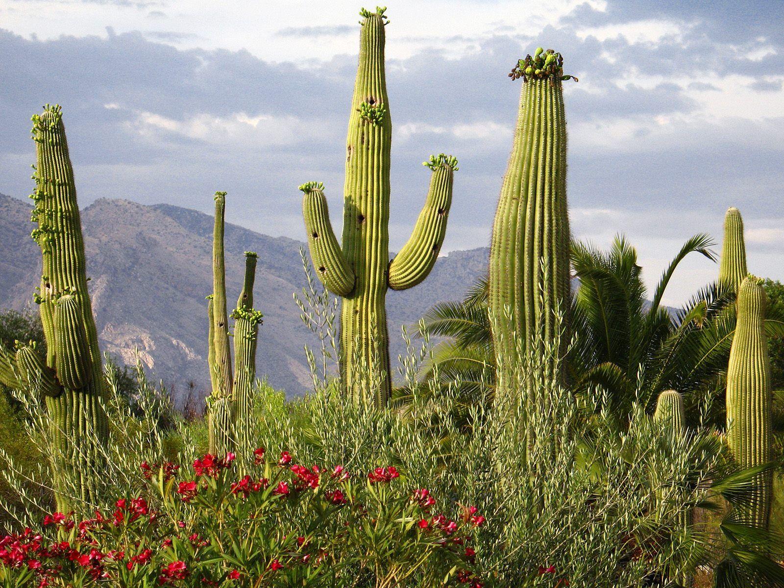 1600x1200 Saguaro Cacti wallpaper. Saguaro Cacti