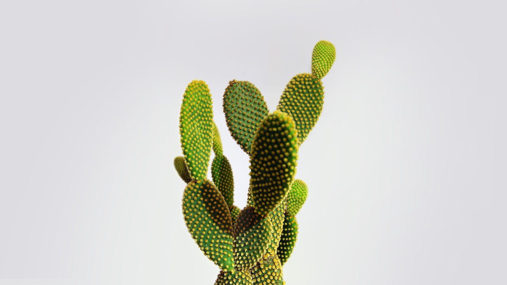 1920x1080 Cactus Wallpaper Full HD 1 Cactus Wallpaper HD