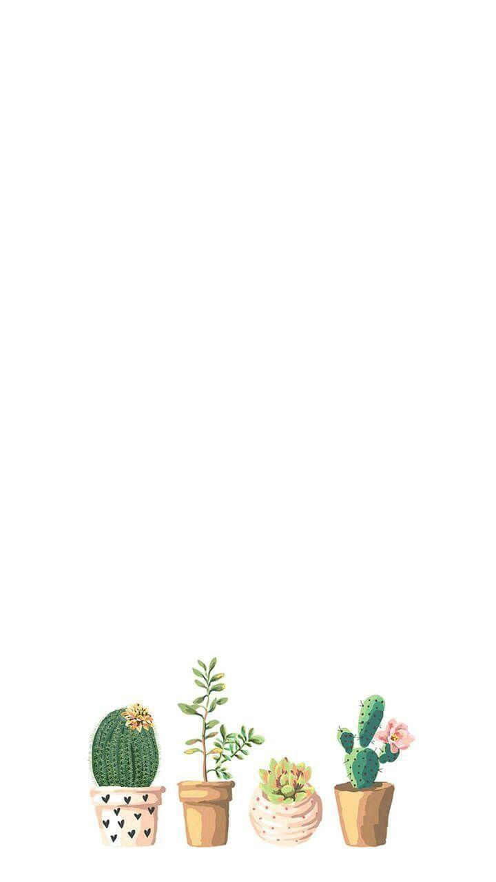 720x1280 Cactus Wallpaper Group , Download for free