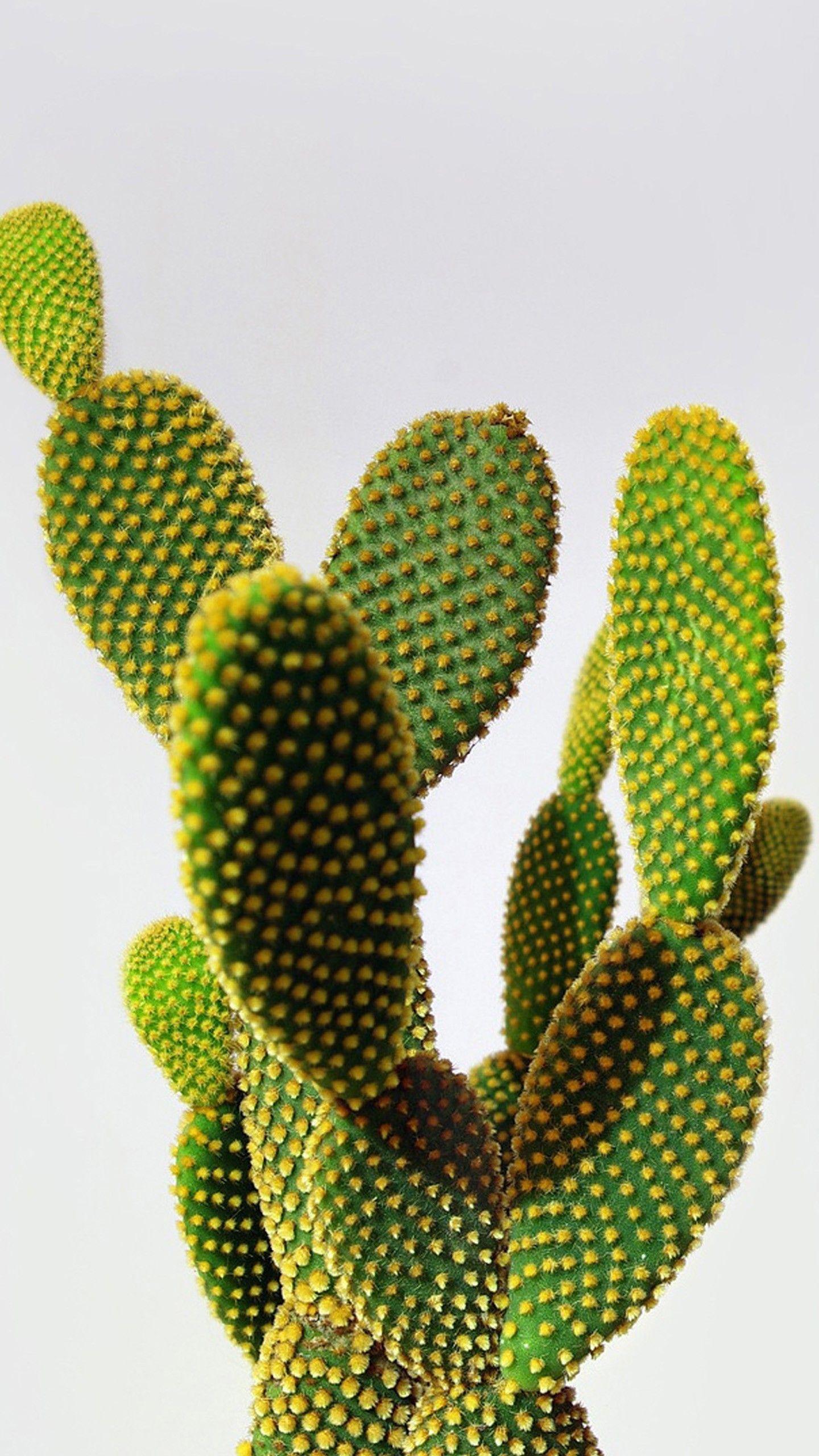 1440x2560 Cactus wallpaperDownload free beautiful wallpaper