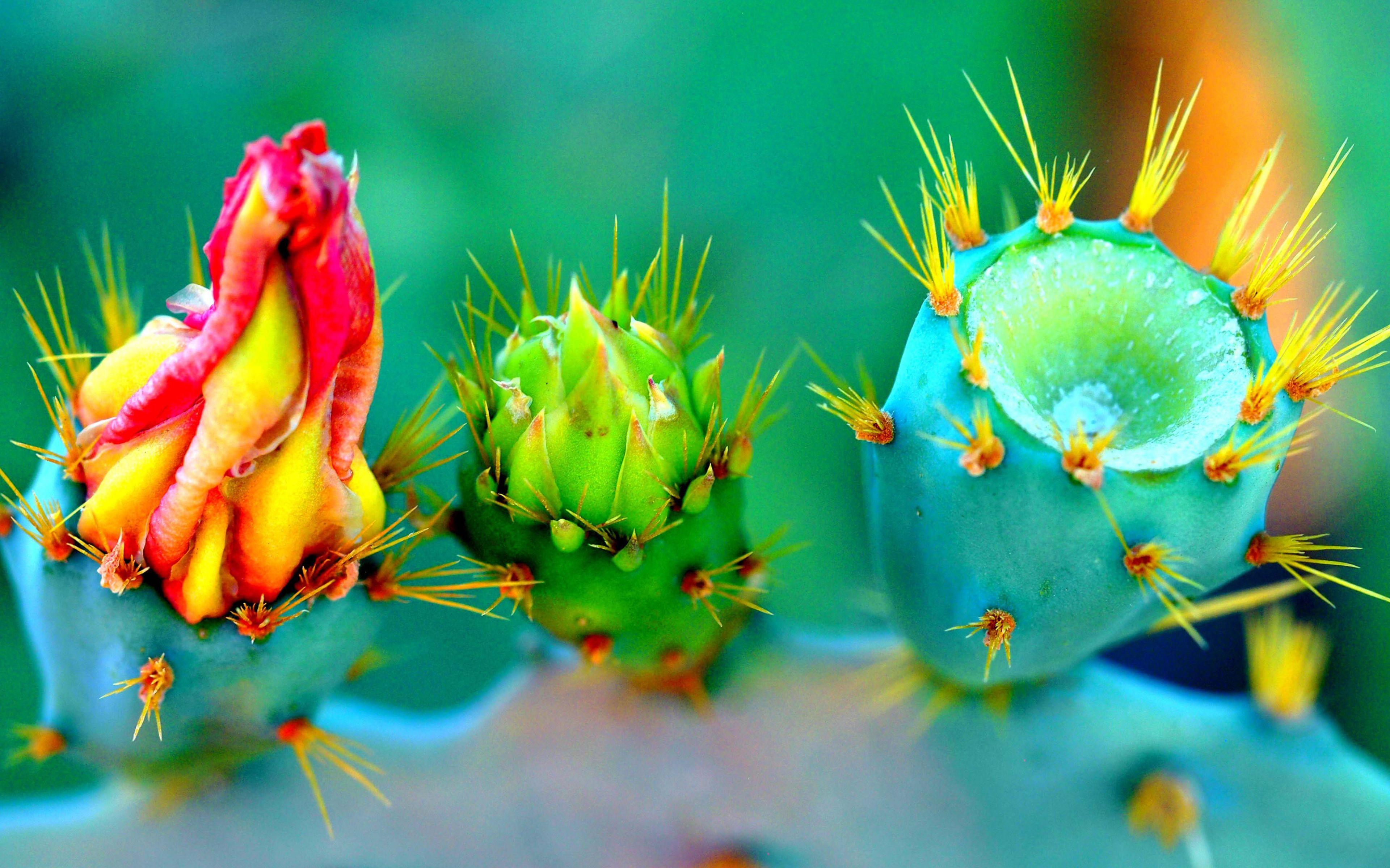 3840x2400 4K Cacti Wallpaper High Quality