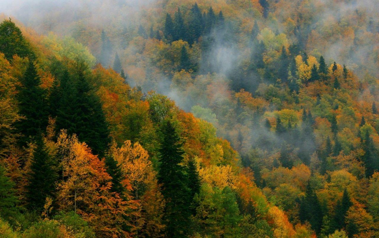 1280x804 Autumn Forest Azerbaijan Asia wallpaper. Autumn Forest