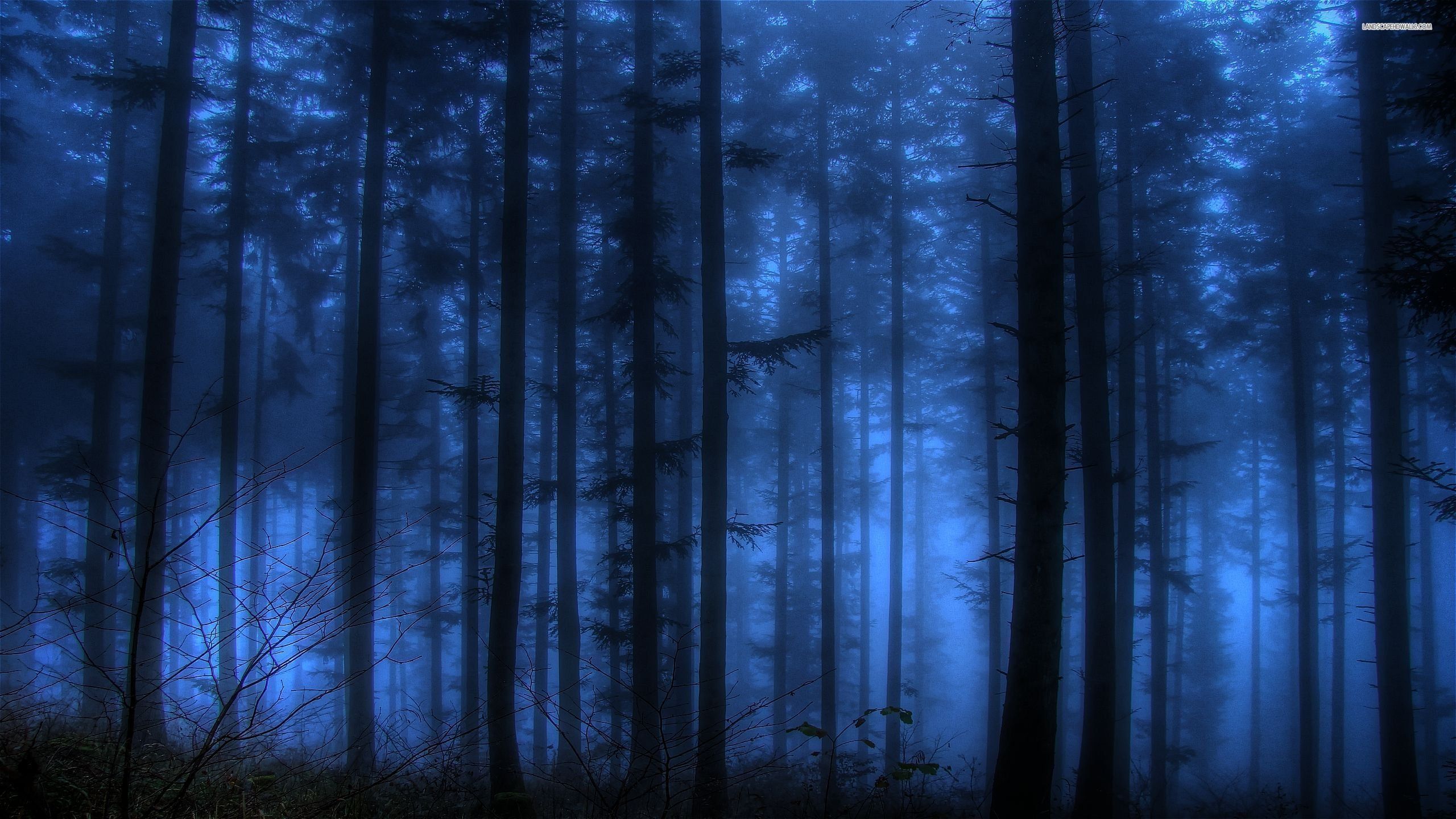 2560x1440 Blue Forest Wallpaper
