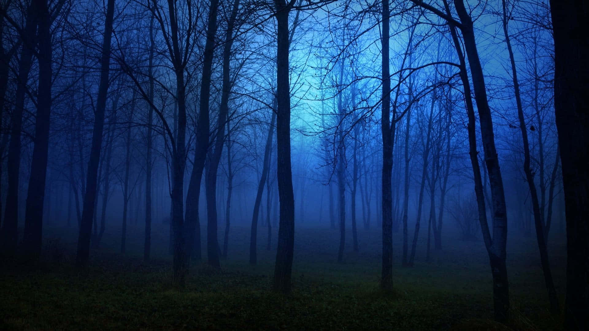 1920x1080 Night Forest Wallpaper
