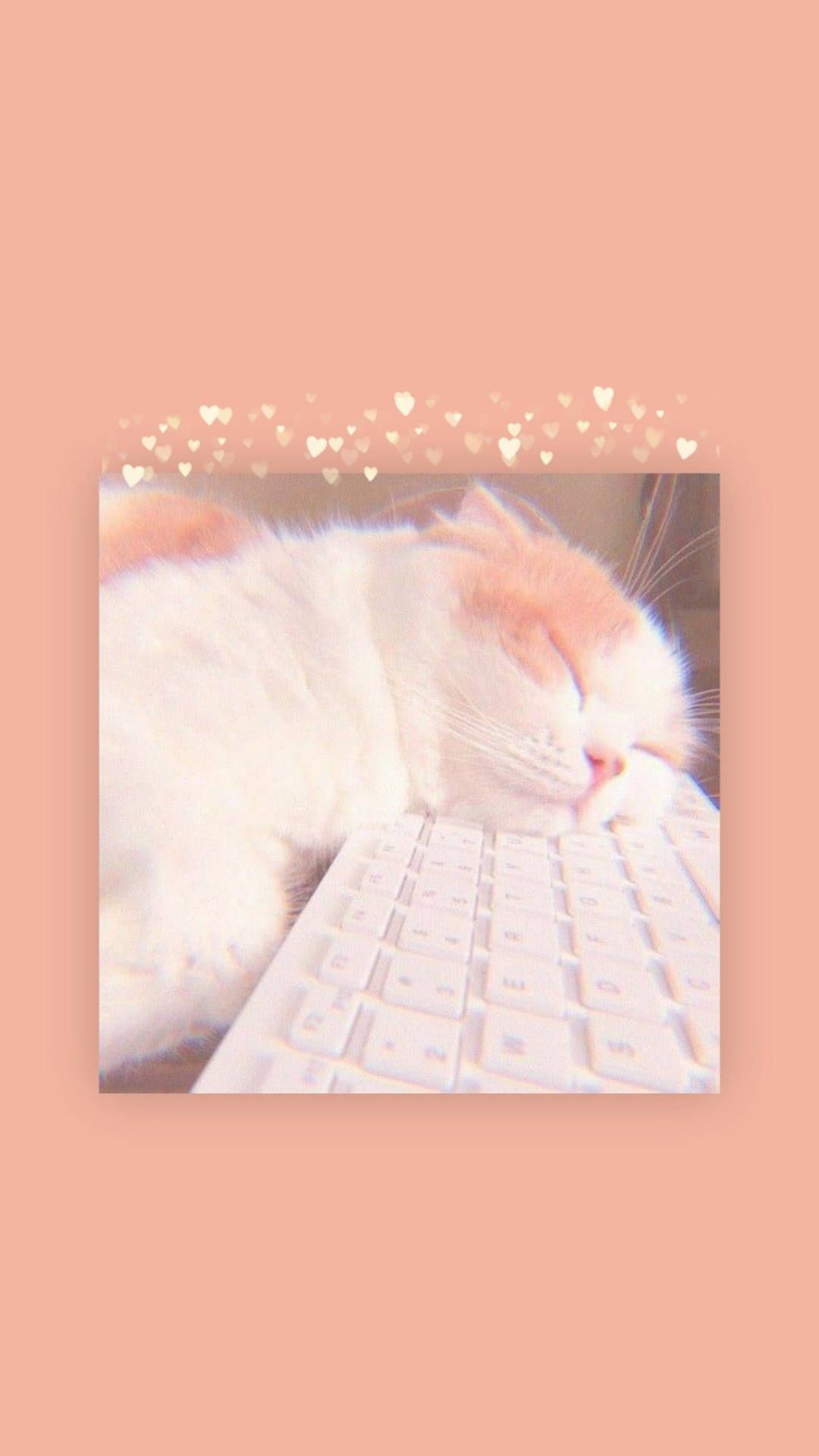 1080x1920 Download Cat Nap Keyboard Aesthetic Wallpaper