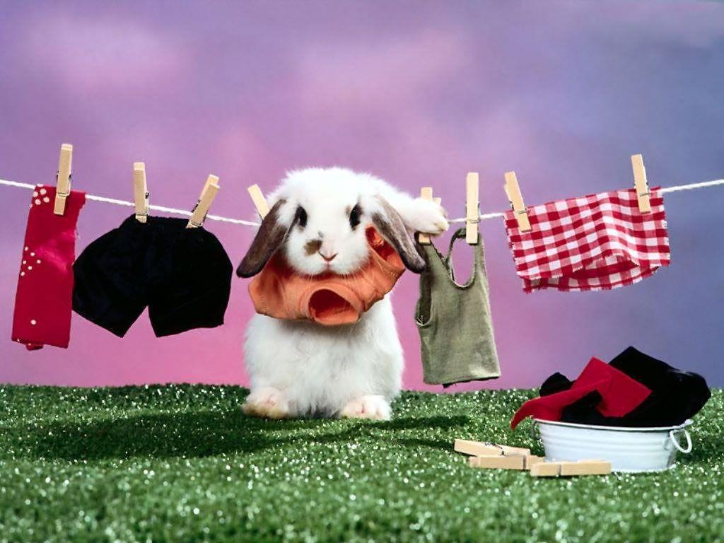 1024x768 My Wallpaper Corner: Cute Rabbit and Clothes Wallpaper