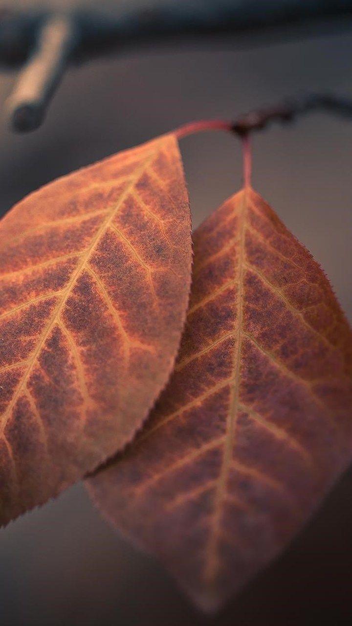 720x1280 Best iPhone 8 Plus Wallpaper