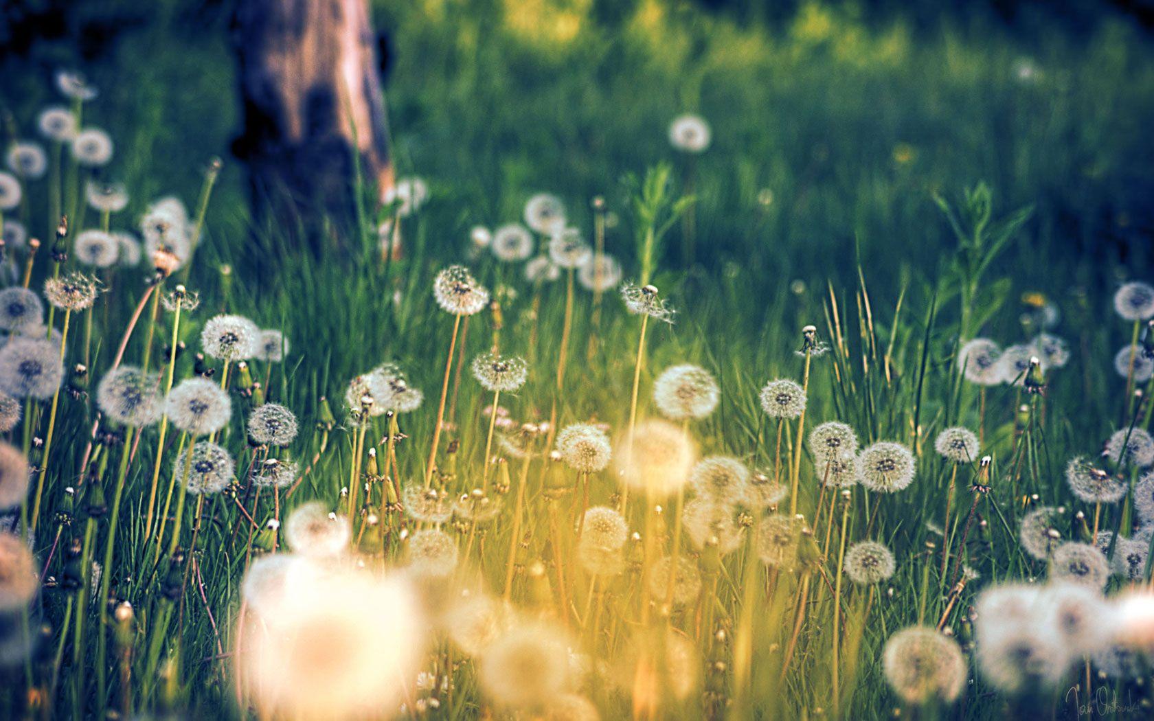 1680x1050 Dandelion wallpaper Gallery
