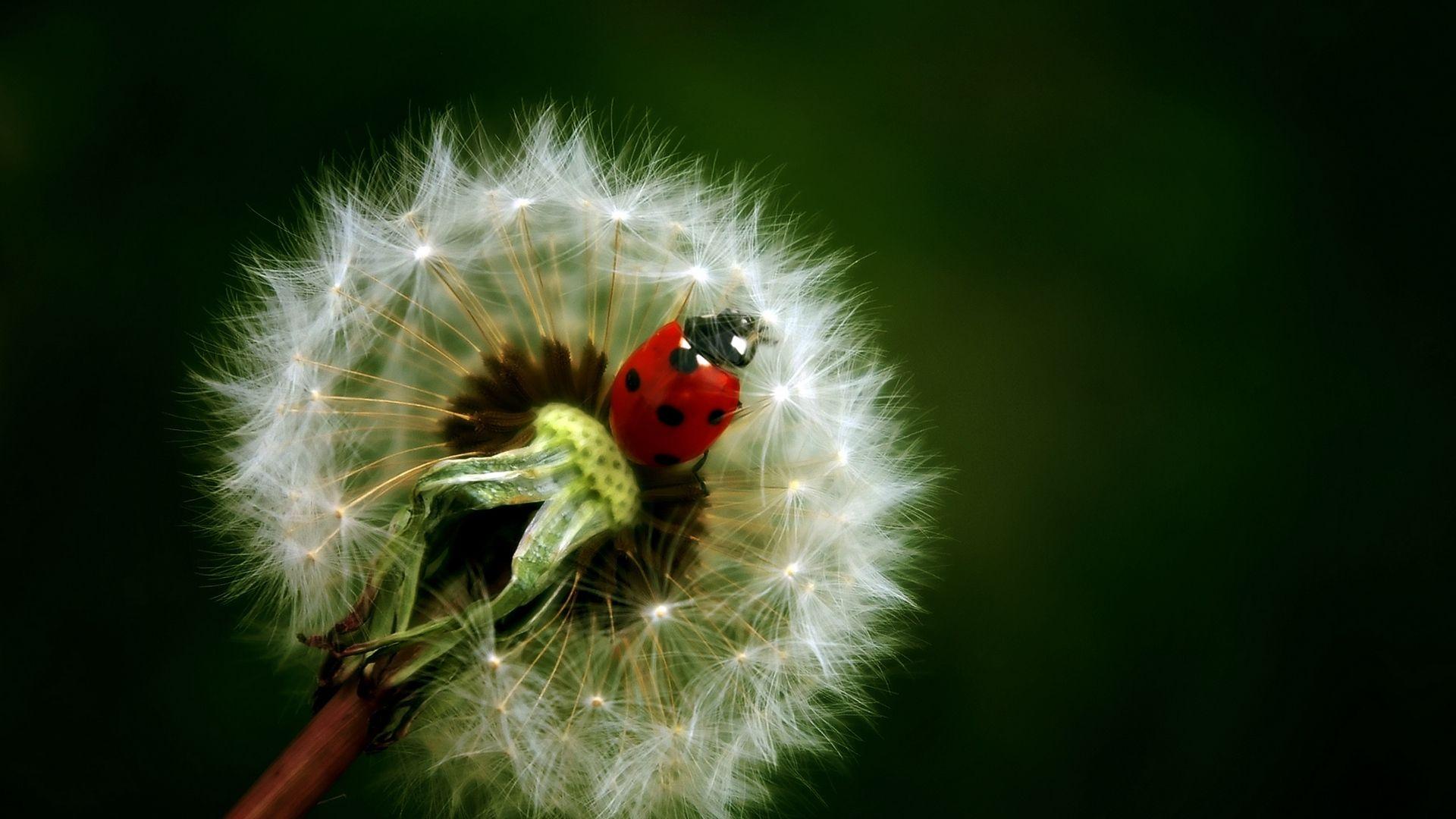 1920x1080 Crawling Ladybird on Dandelion Wallpaper