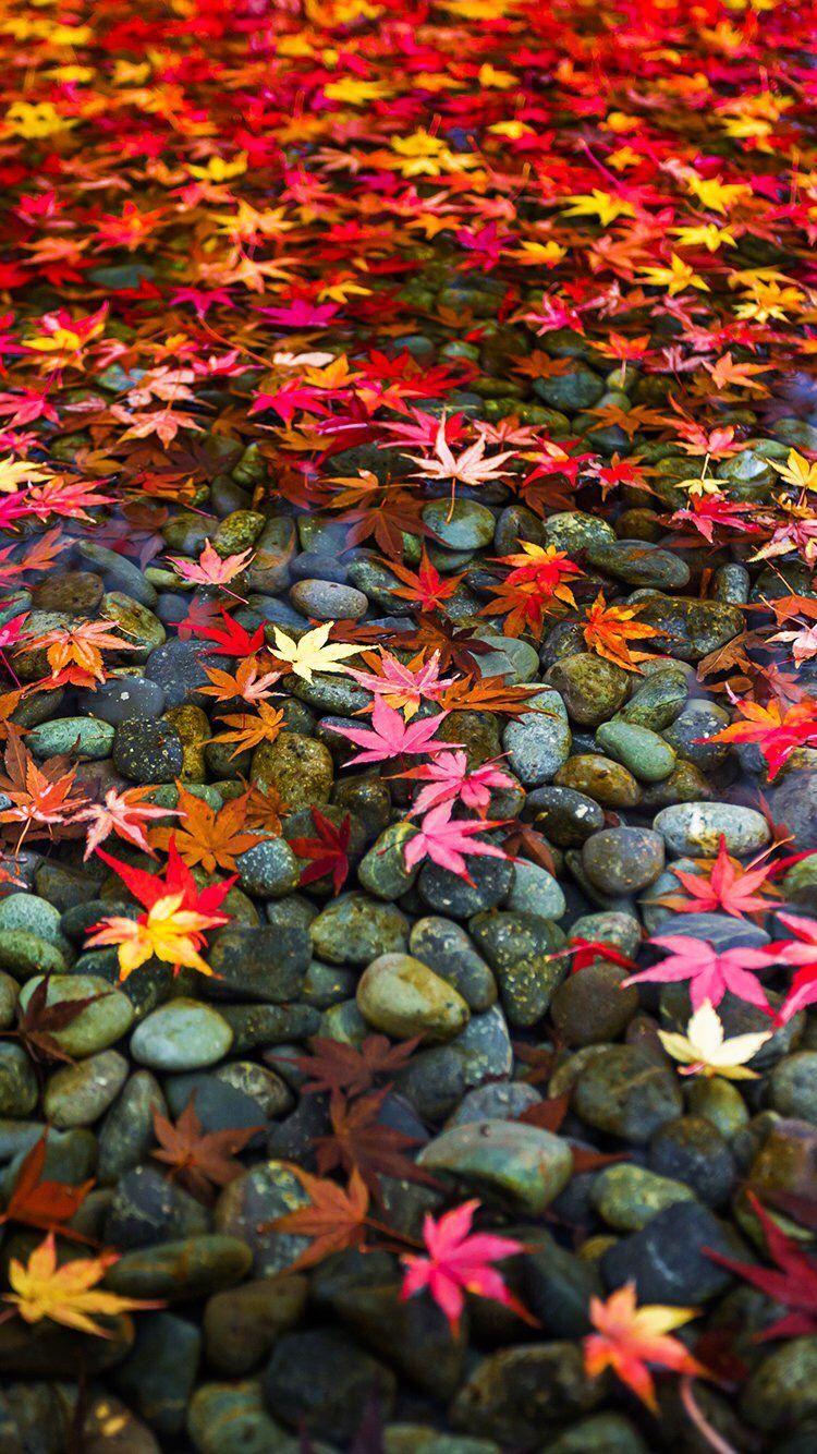 750x1334 Fall Wallpaper
