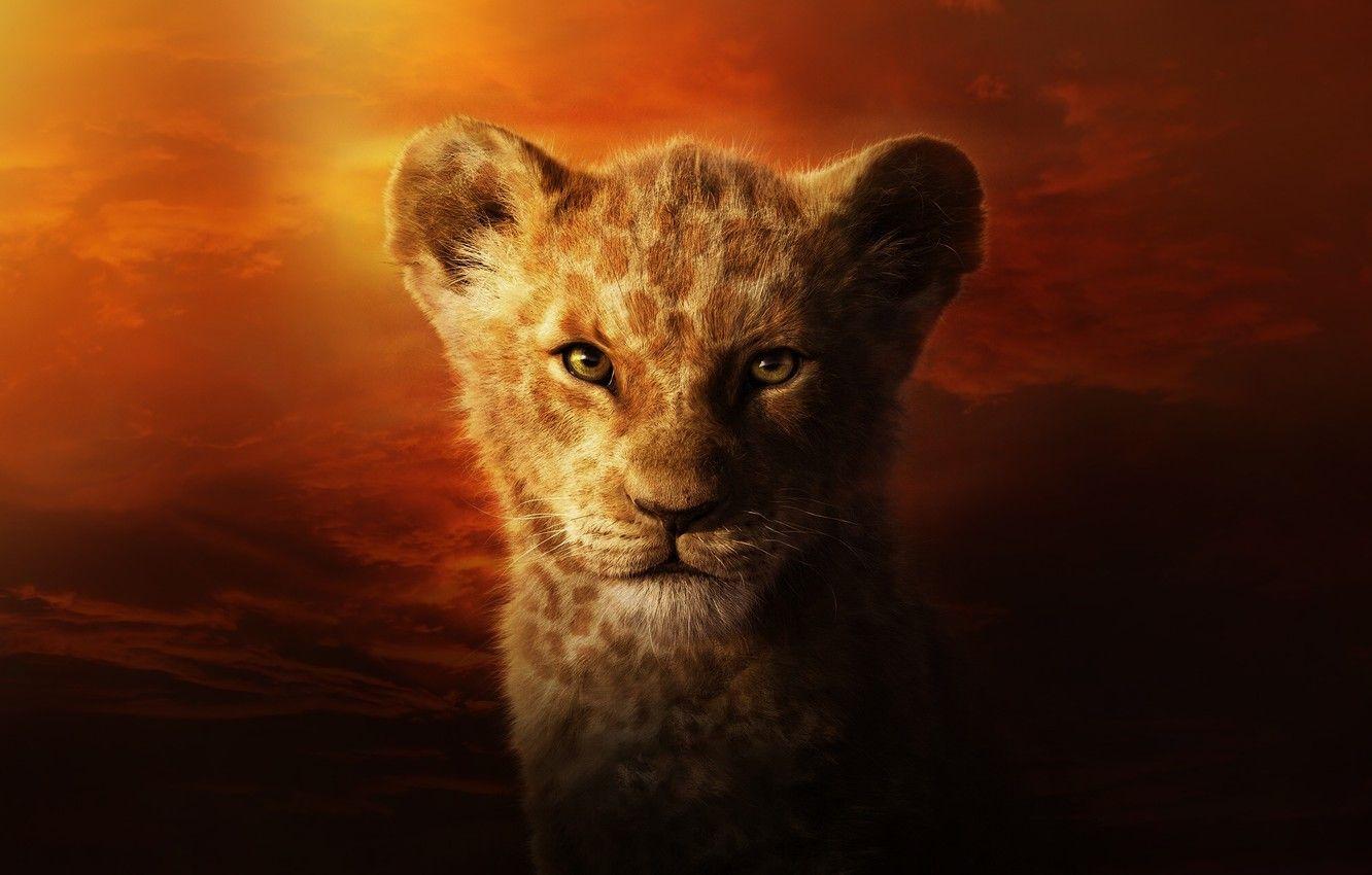 1332x850 Wallpaper Cat, Leo, Face, The Lion King, Simba, Cat, Lion
