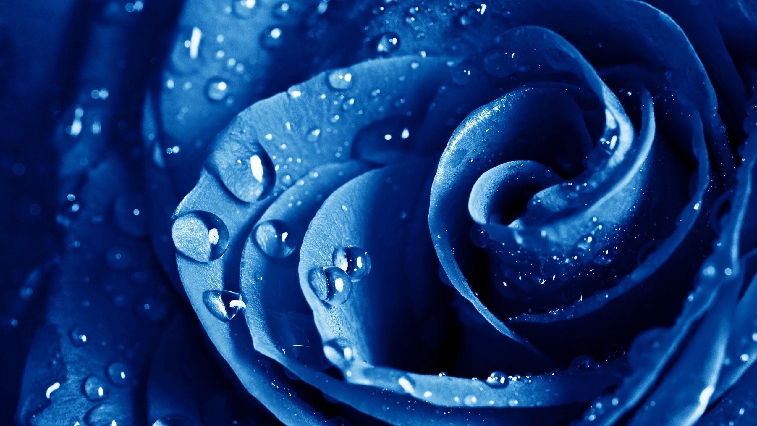 2560x1440 Blue Flowers Wallpaper Image Photo Picture Background