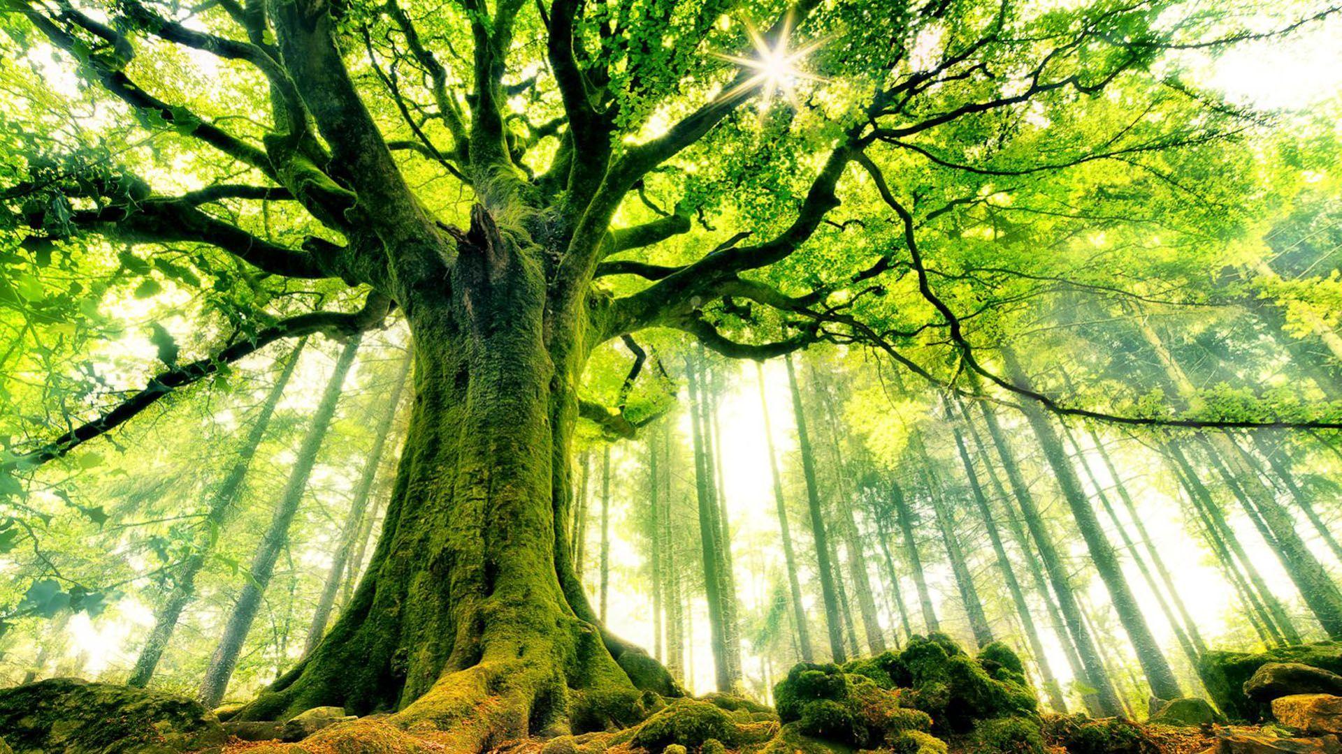 Ancient Tree Wallpapers - Top Free Ancient Tree Backgrounds - WallpaperAccess