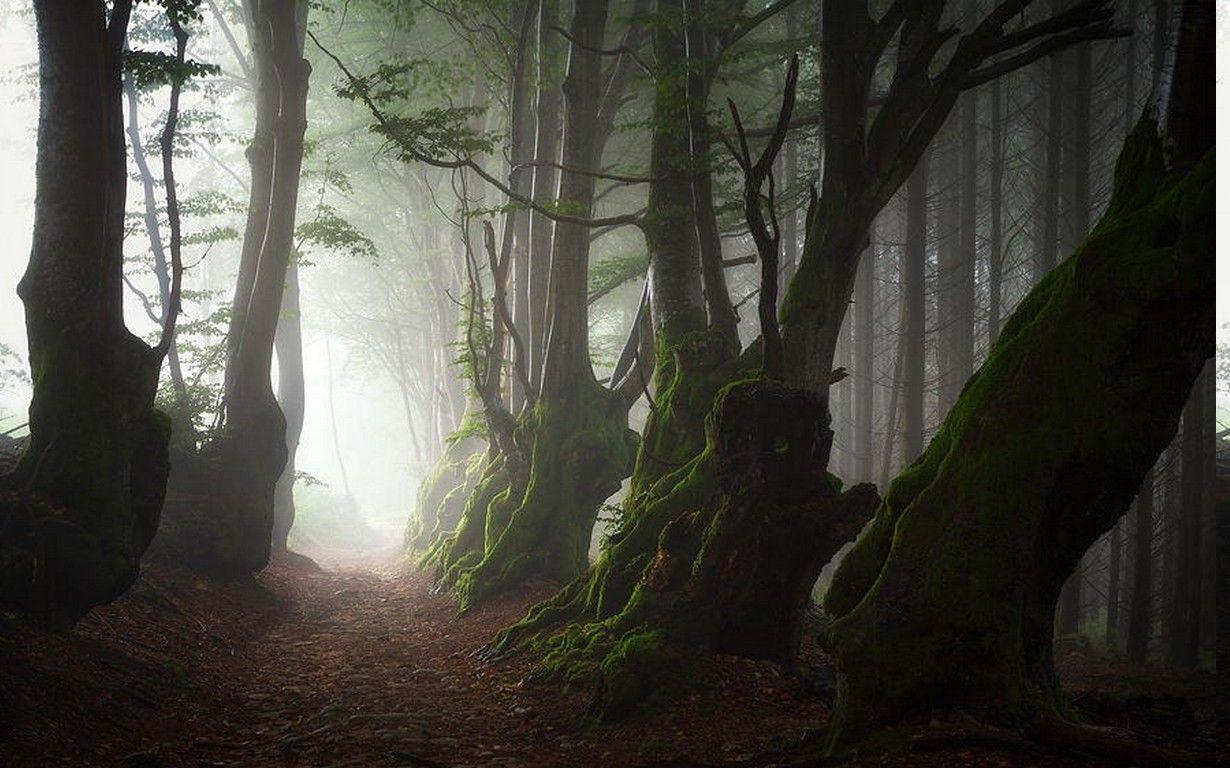 ancient-forest-wallpapers-top-free-ancient-forest-backgrounds