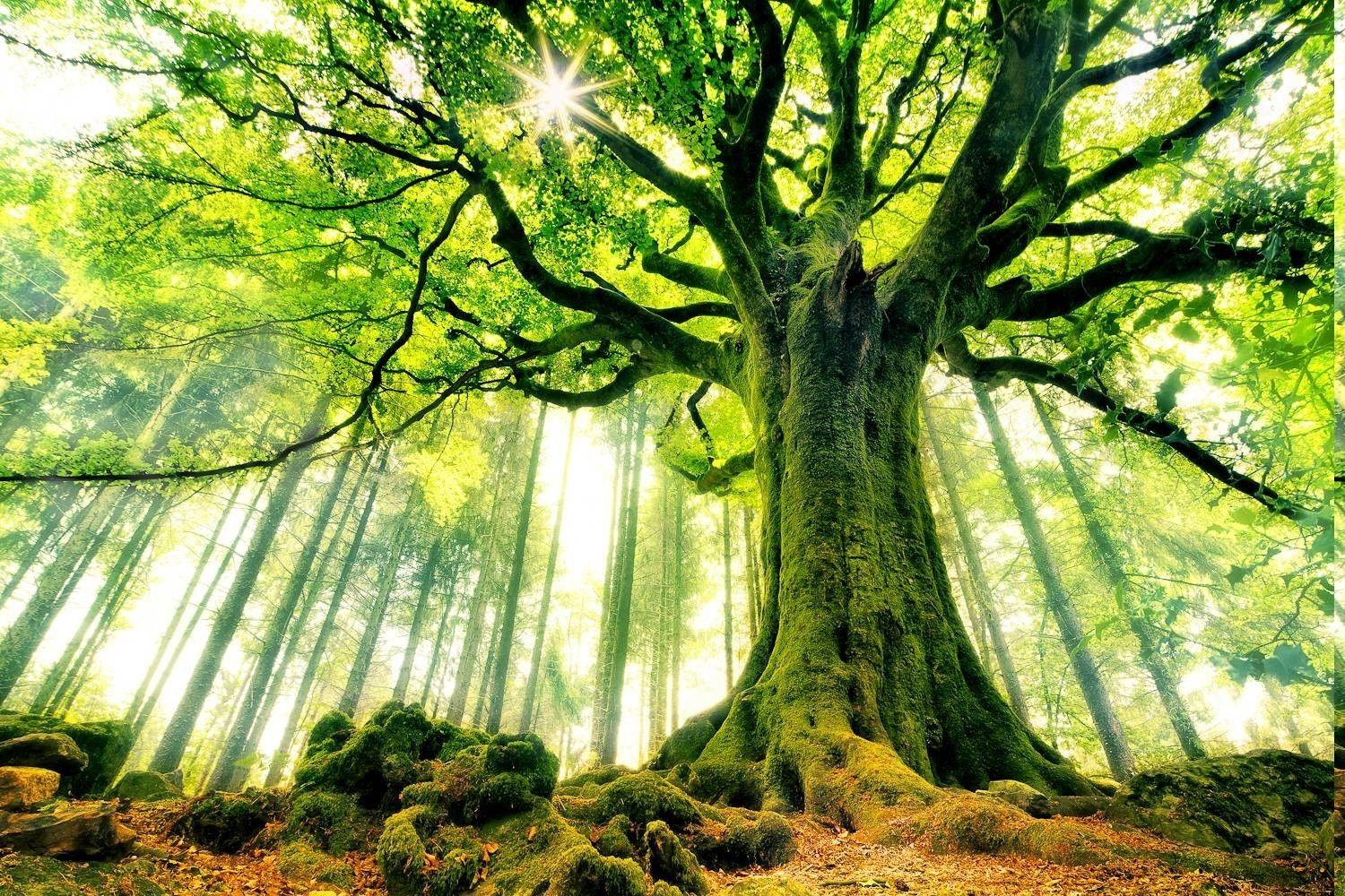 1500x1000 beech trees forest moss sun rays nature landscape