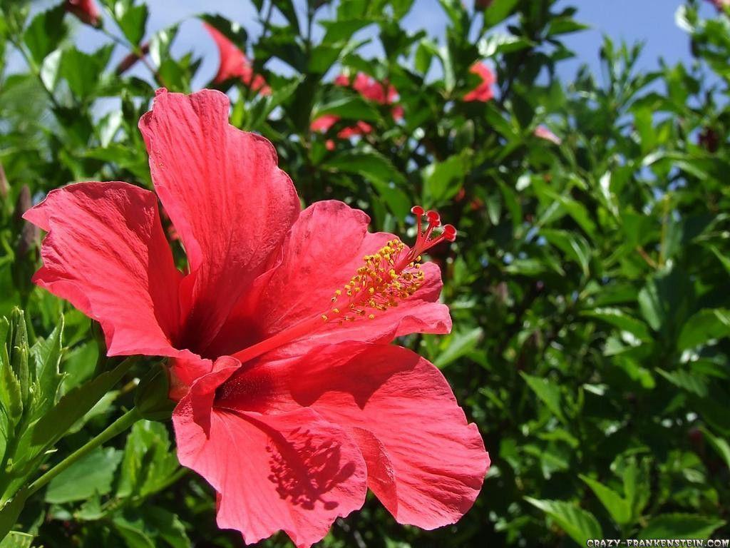 20 4K Hibiscus Wallpapers  Background Images