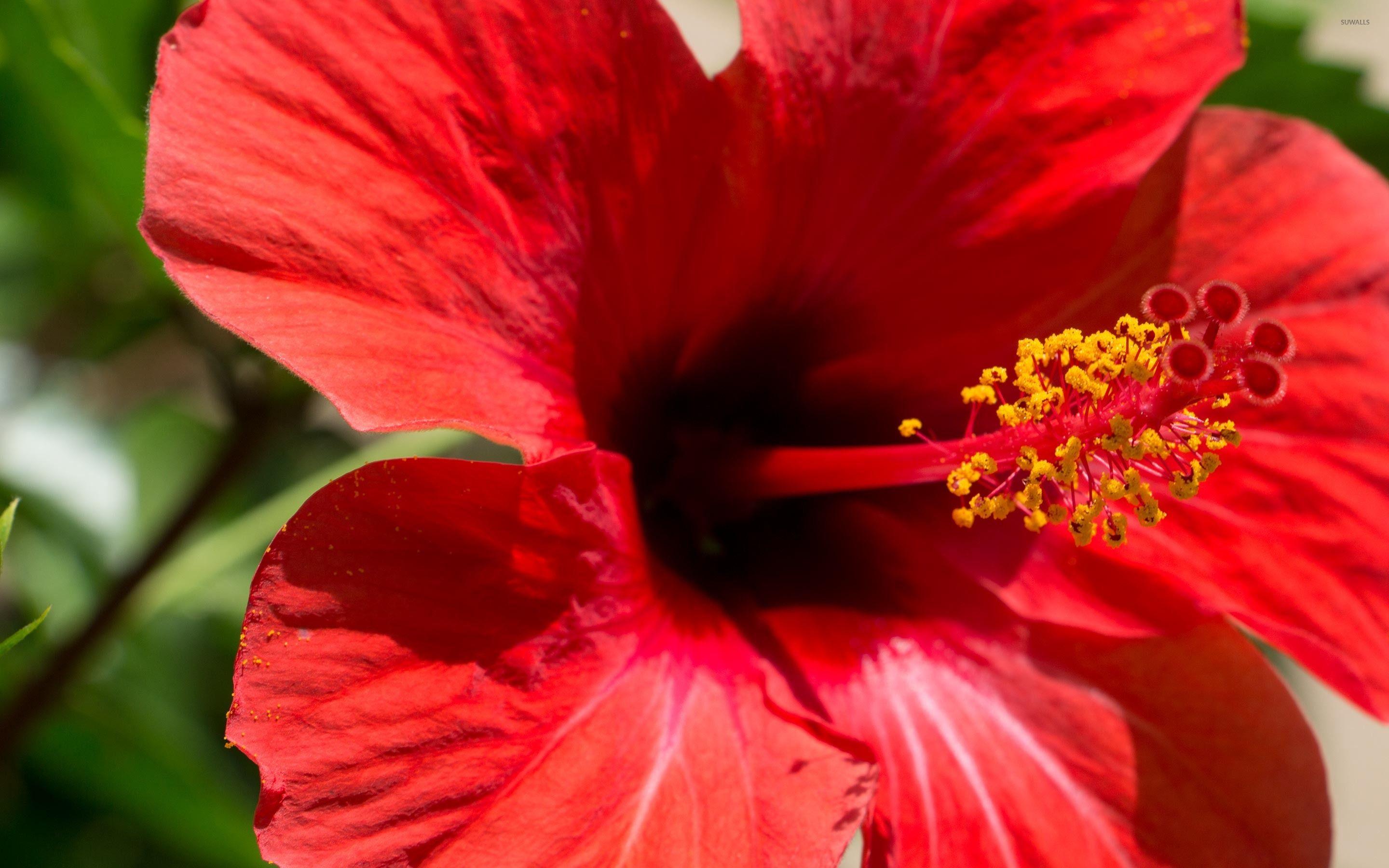 2880x1800 Red Hibiscus Blossom Close Up Wallpaper Wallpaper