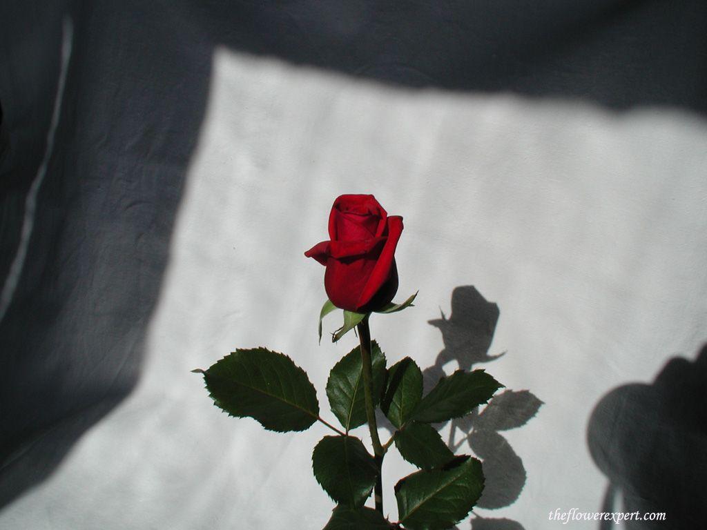 Single Rose Wallpapers - Top Free Single Rose Backgrounds - WallpaperAccess