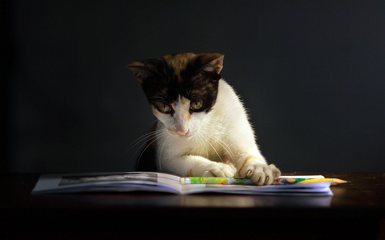 1280x800 cool Cat reading a book. Cat reading