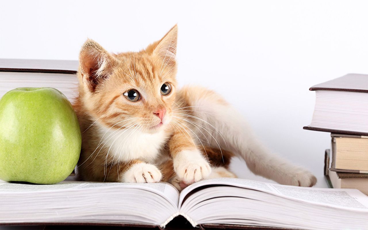 1280x800 Desktop Wallpaper Cats Apples Book