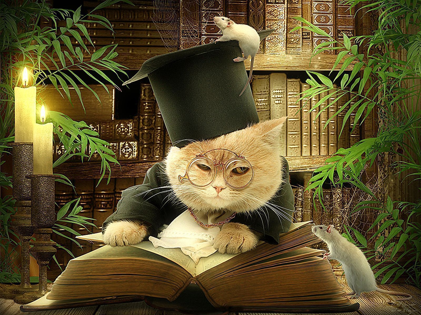 1600x1200 cat Library Hat Creative Book