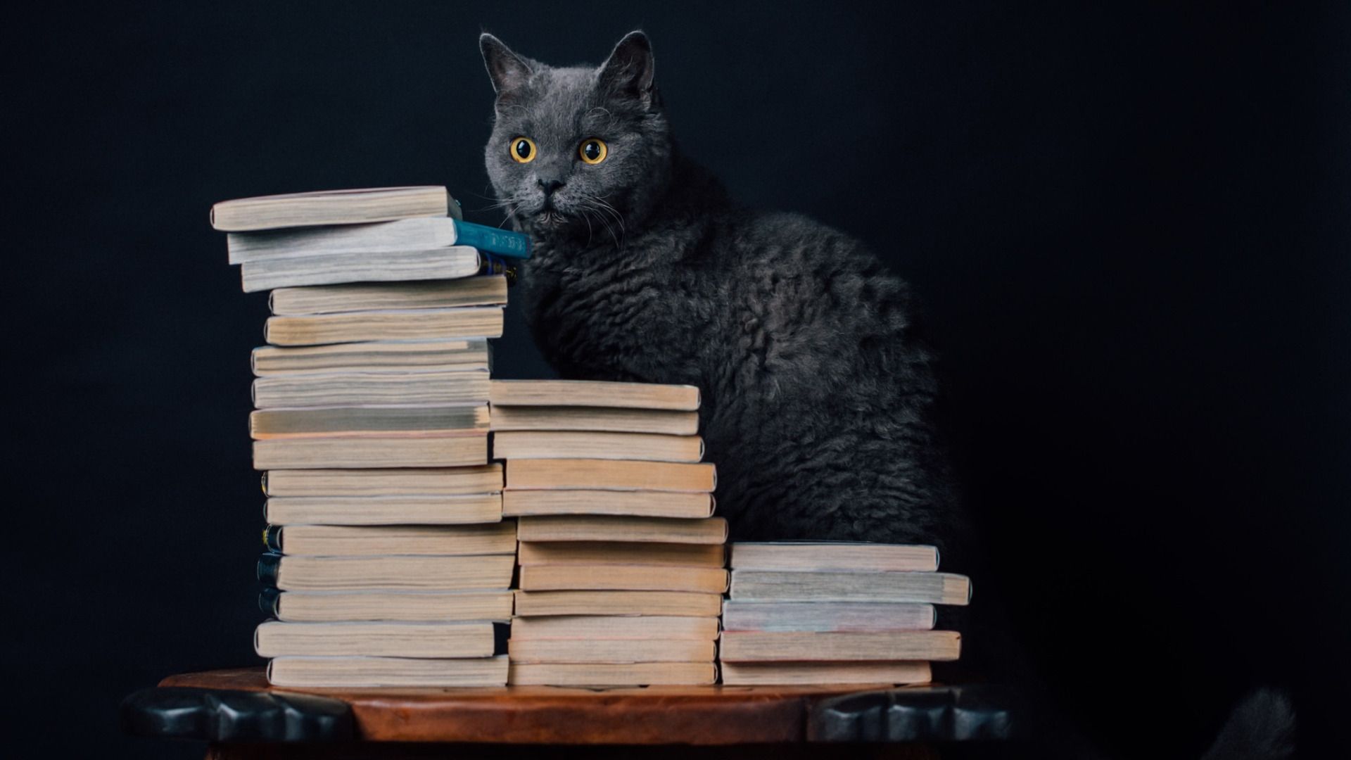 1920x1080 Download wallpaper cat, background