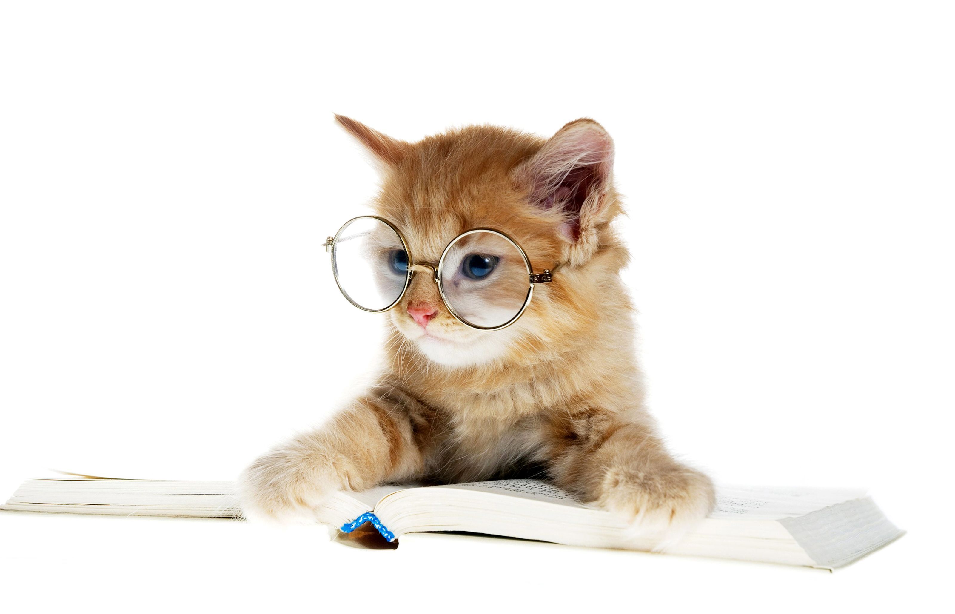 3200x2056 Funny Cat HD Wallpaper
