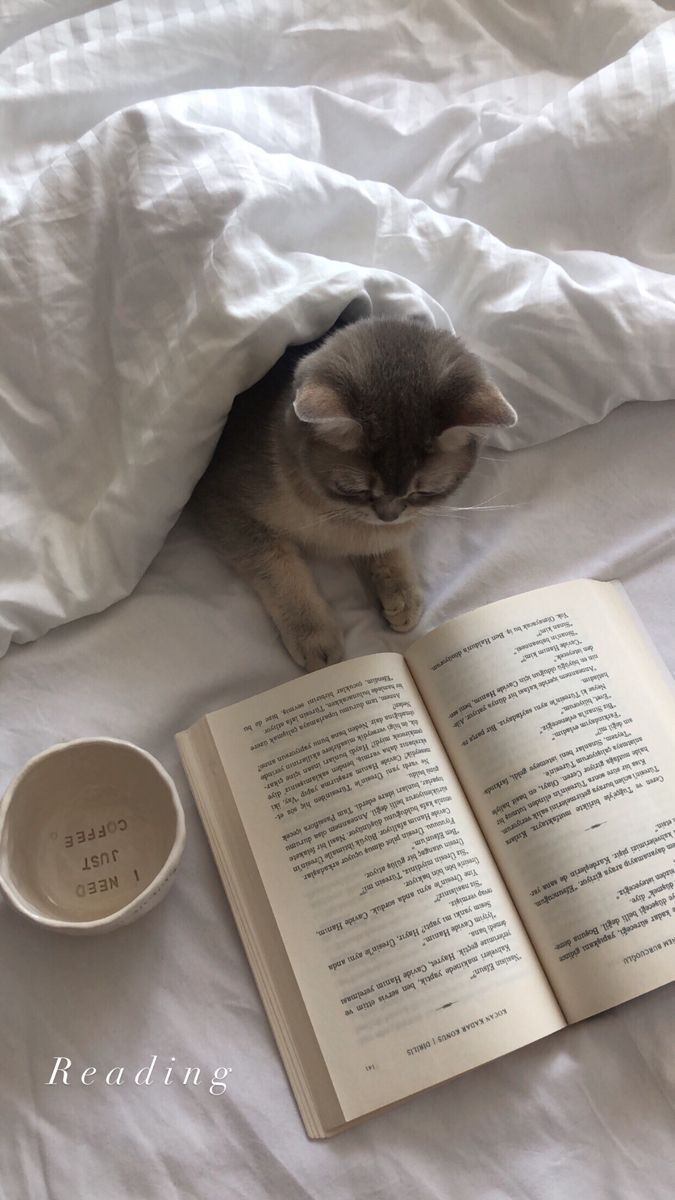 675x1200 Cat Relaxing on Open Book