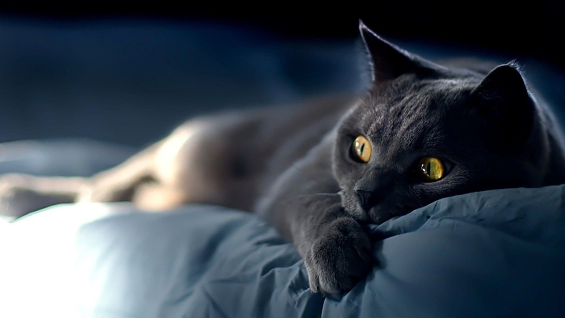 1920x1080 Cat Wallpaper HD 4K Download
