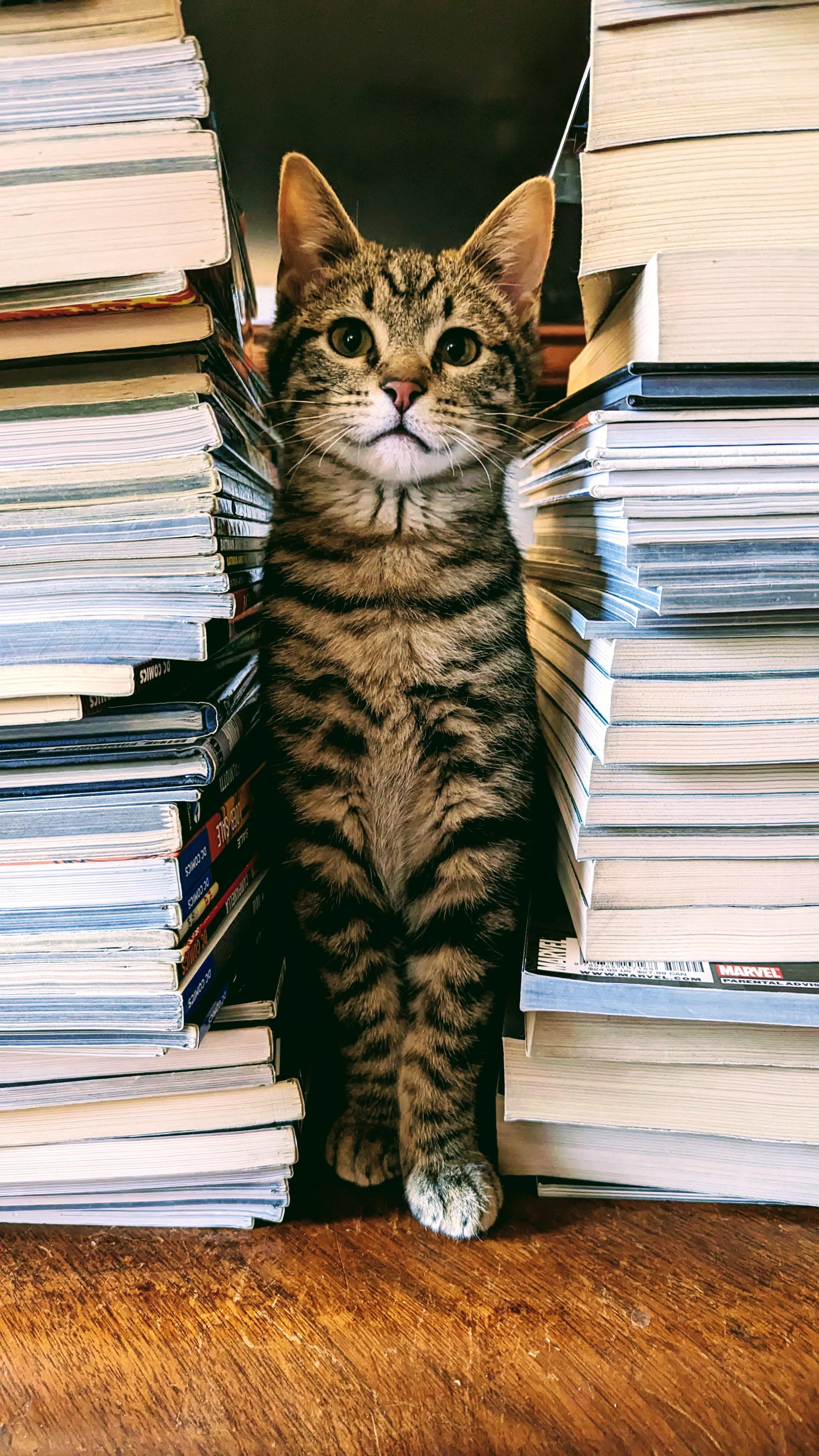 2268x4032 ITAP of my cat, Royal